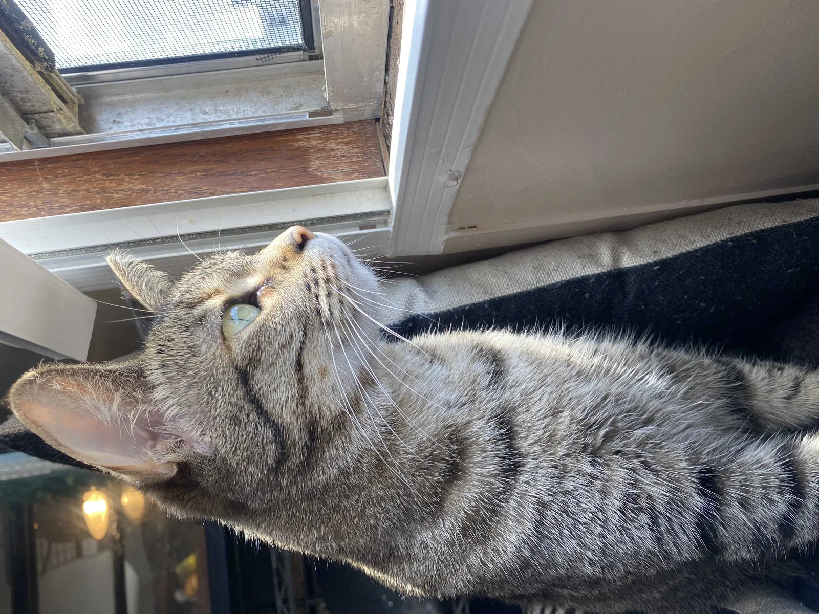 Lost cat in Fayetteville, NC, 28306