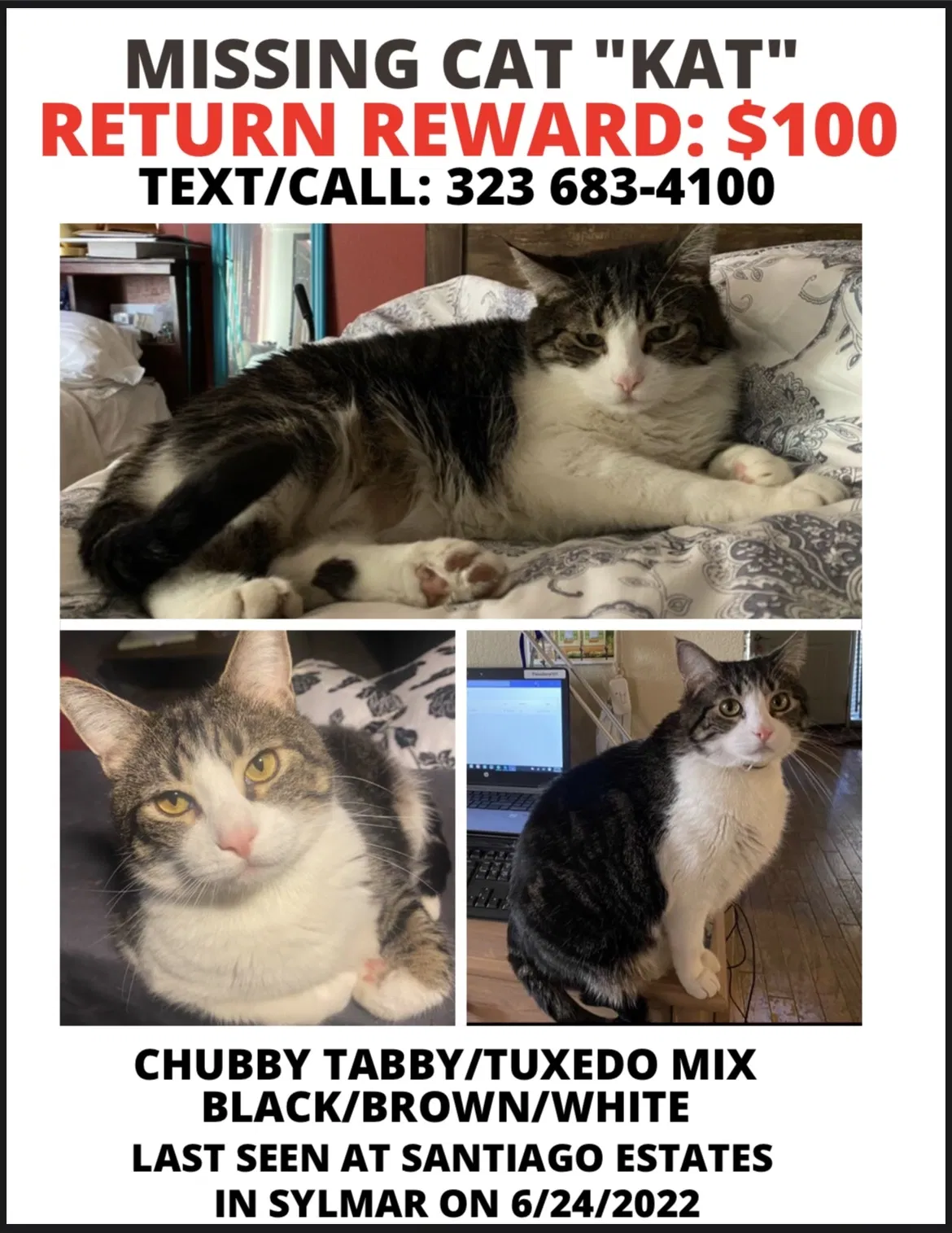 Lost cat in Sylmar, CA, 91342