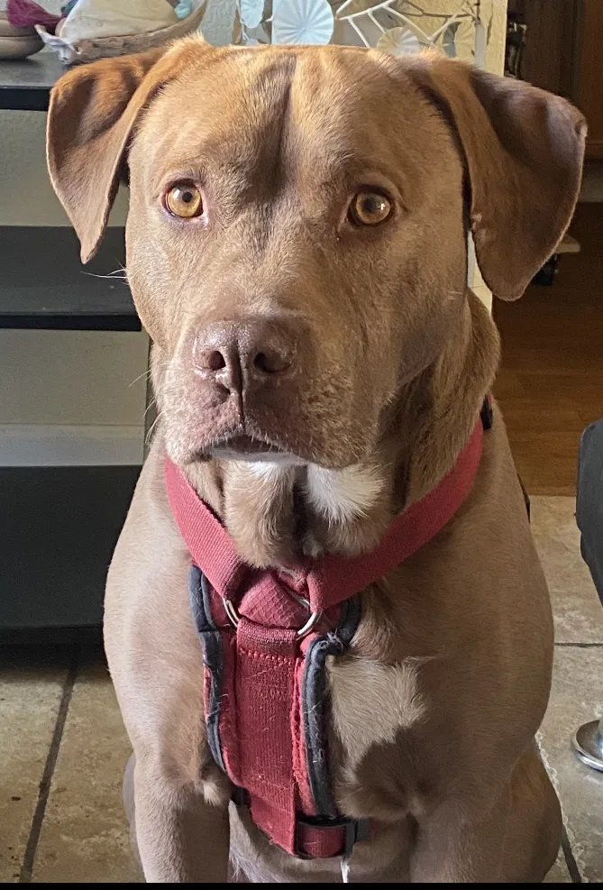 Lost dog in Sparks, NV, 89431
