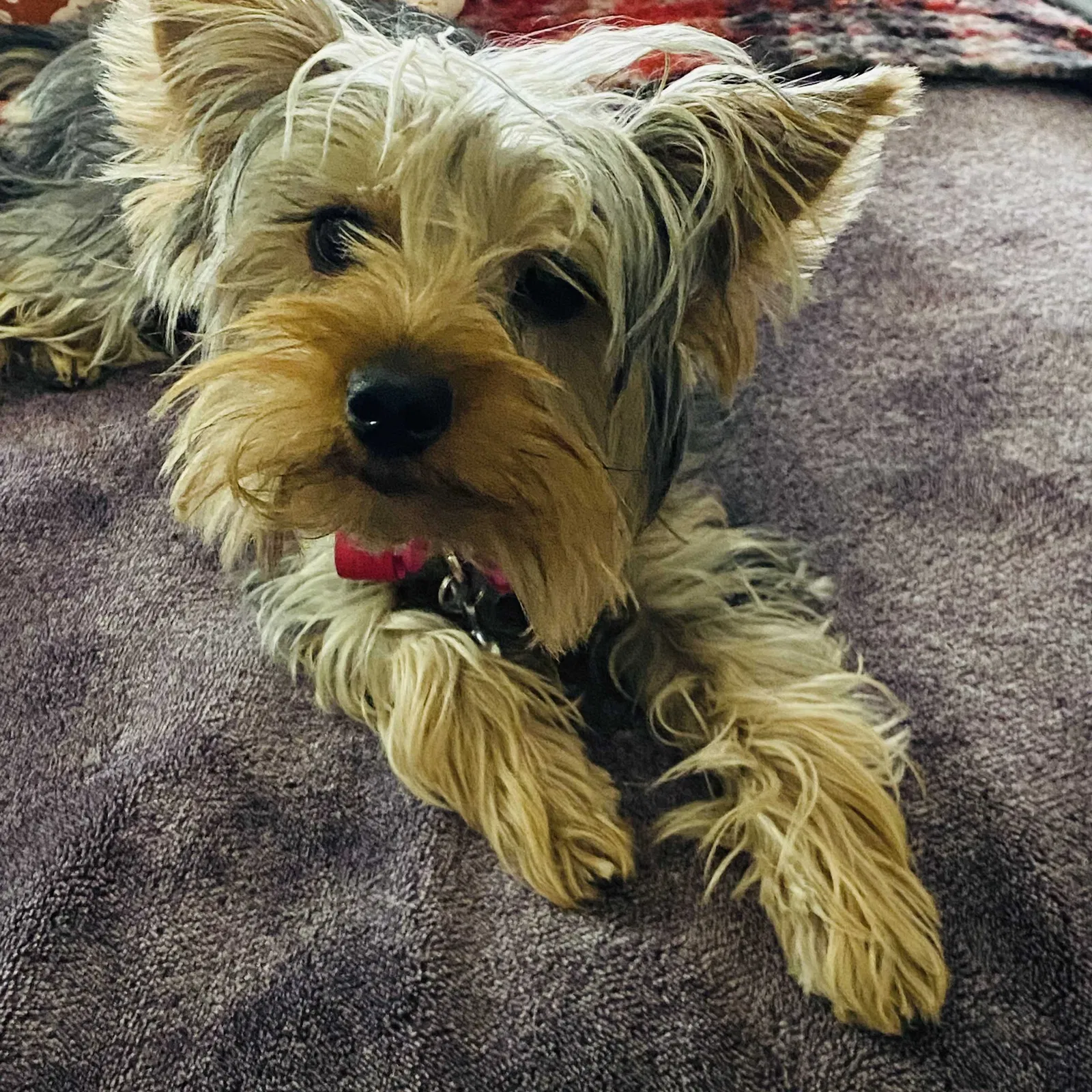 Lost dog in Tucson, AZ, 85735