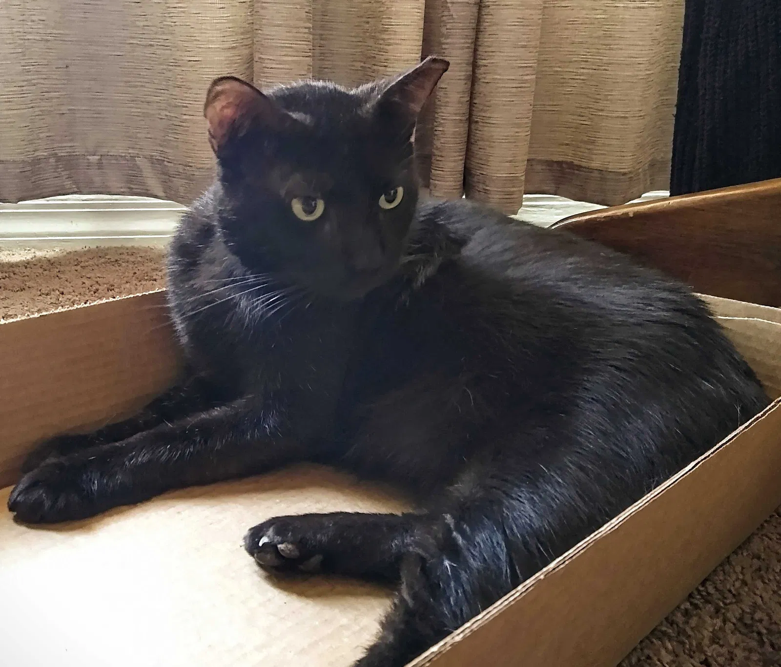 Lost cat in Vero Beach, FL, 32966