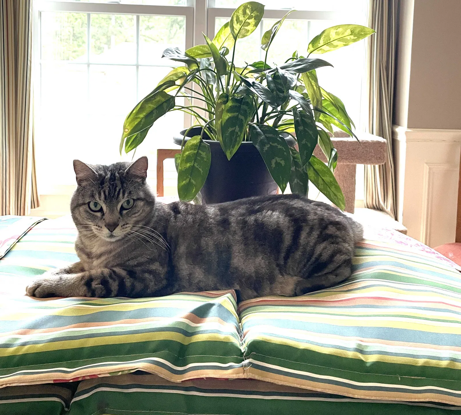 Lost cat in Portland, OR, 97223