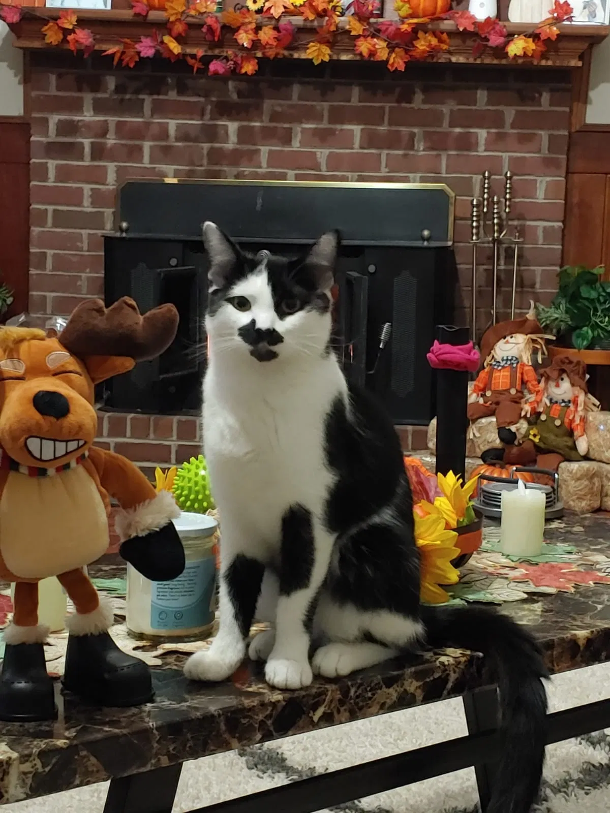 Lost cat in Snellville, GA, 30039