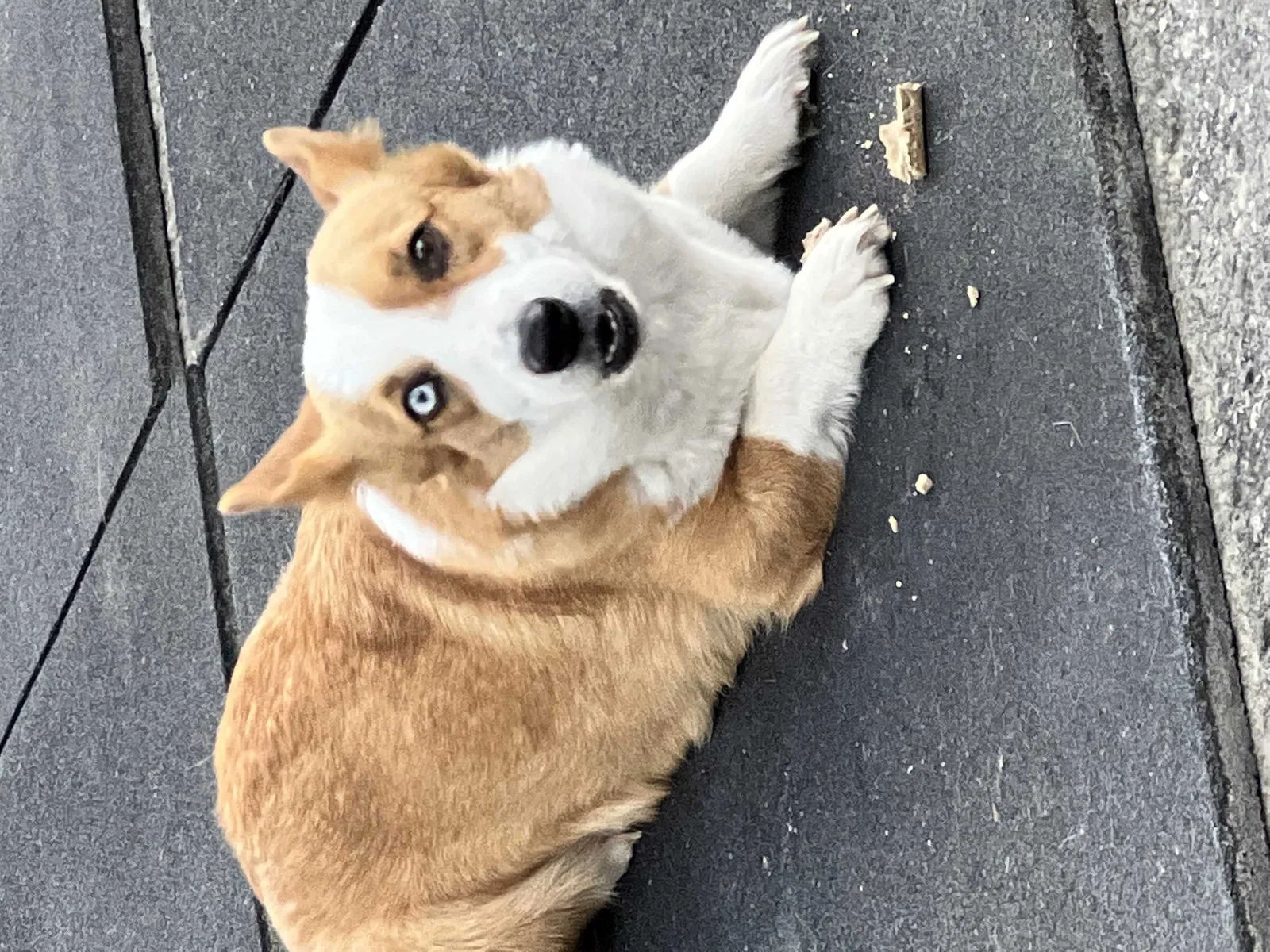 Lost dog in Bakersfield, CA, 93313