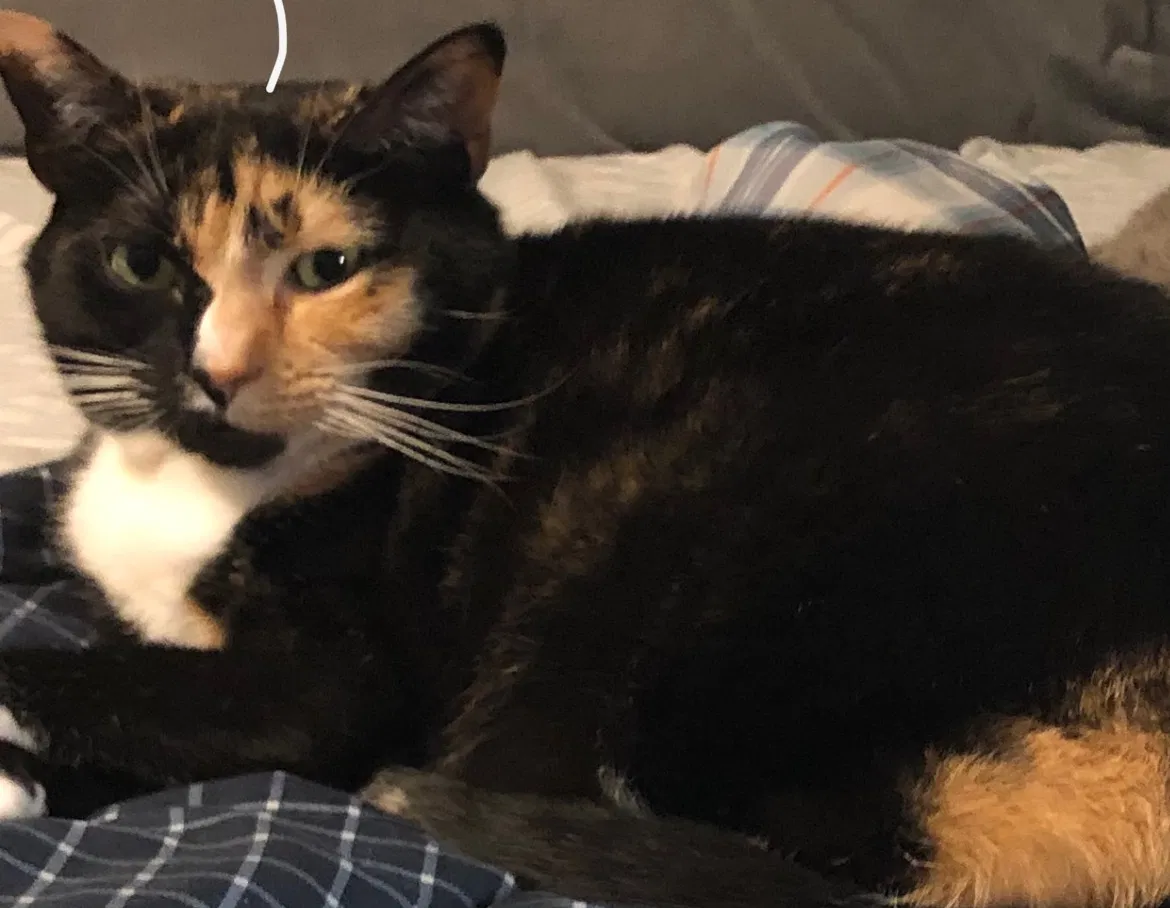 Lost cat in Buford, GA, 30518