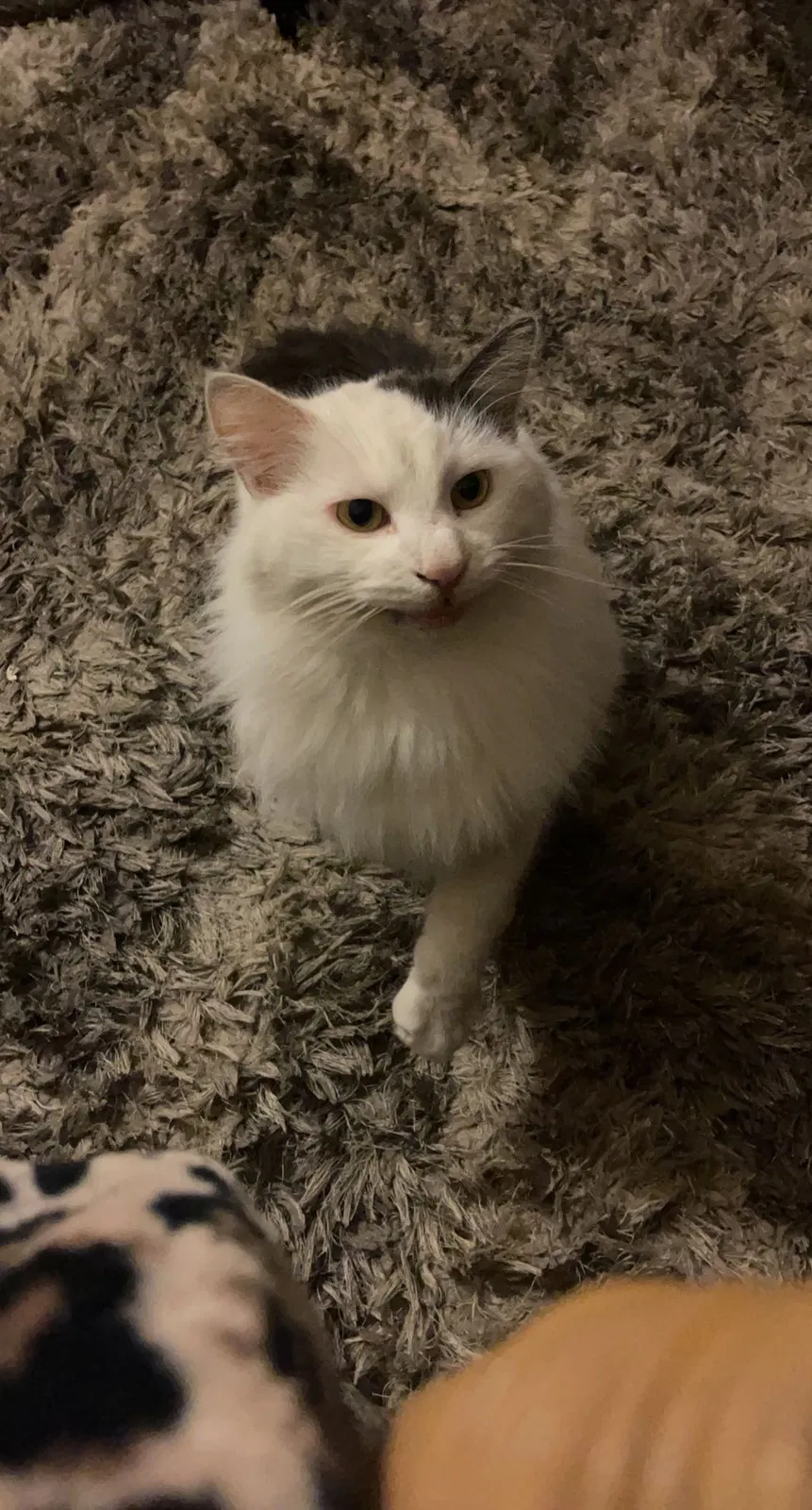 Lost cat in Escondido, CA, 92025
