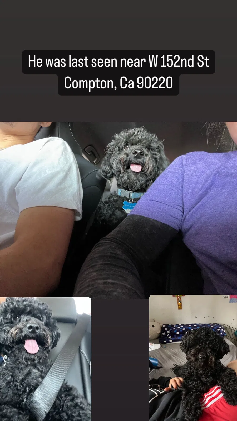 Lost dog in Compton, CA, 90220