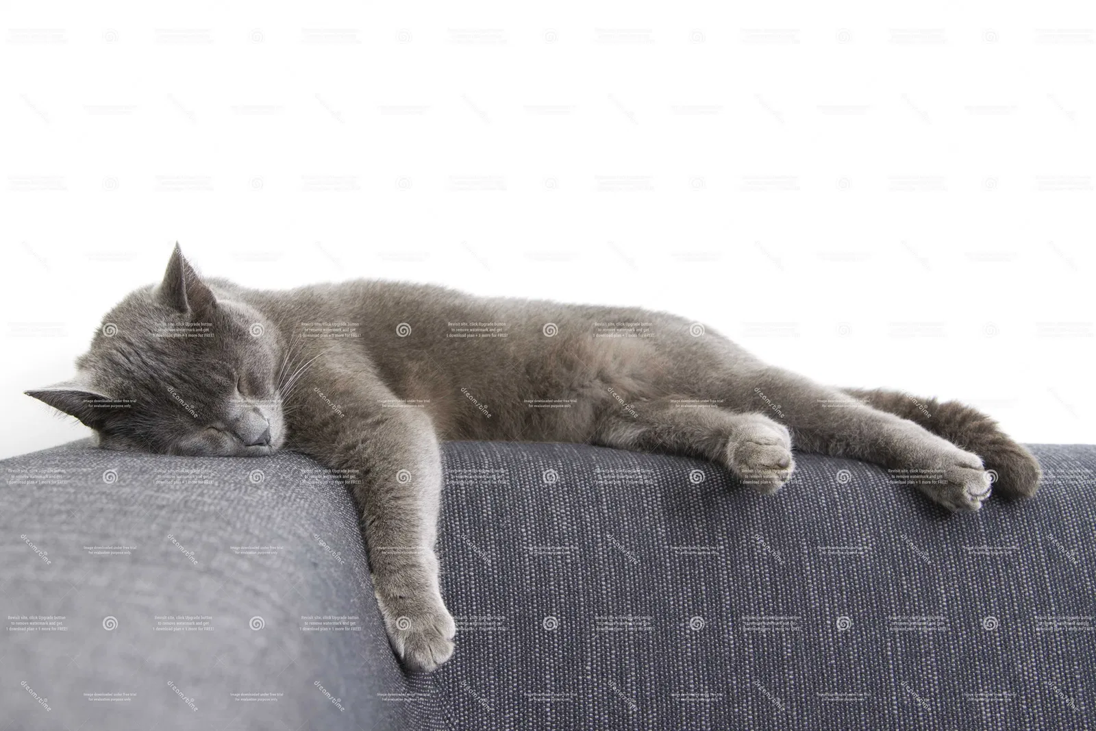 Lost cat in Dayton, OH, 45449