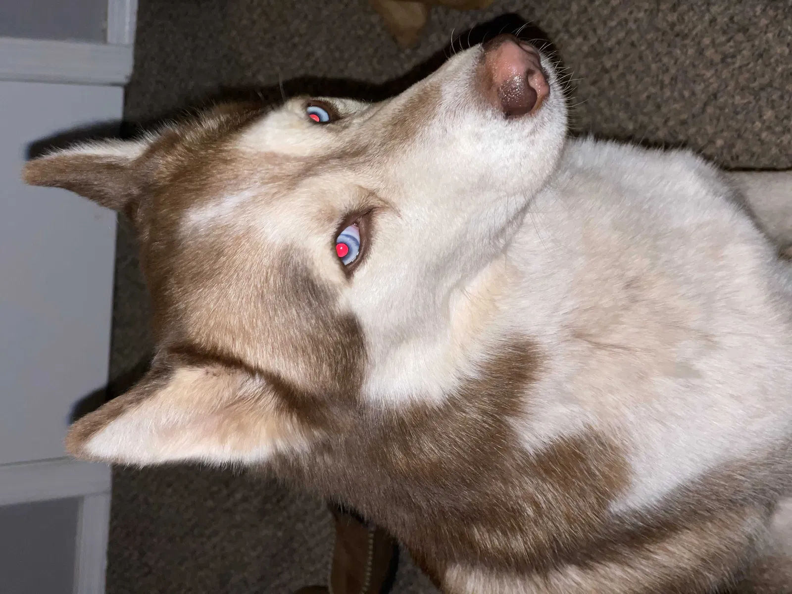 Lost dog in Oklahoma City, OK, 73135