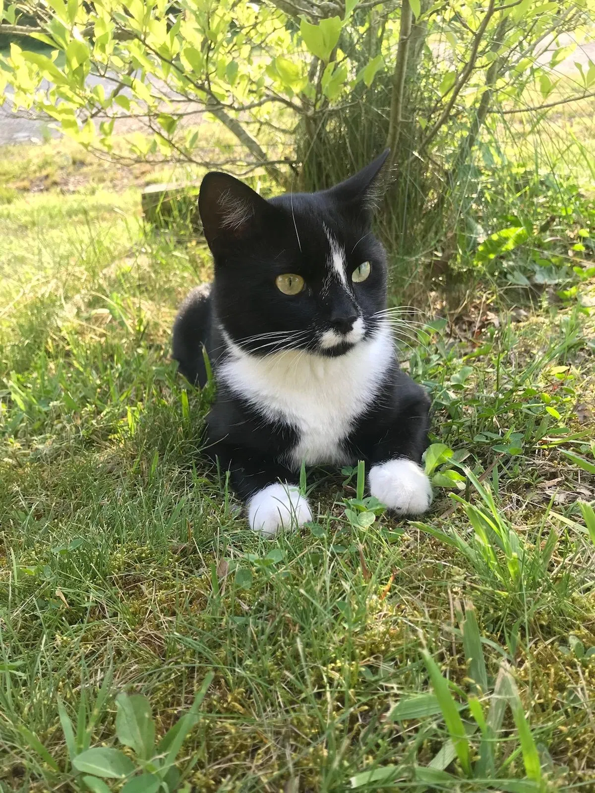 Lost cat in Reynoldsburg, OH, 43068