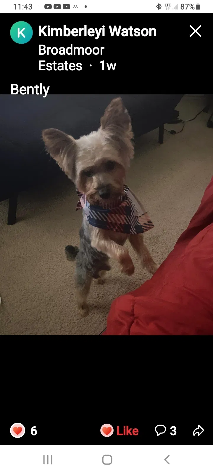 Lost dog in Mesquite, TX, 75149