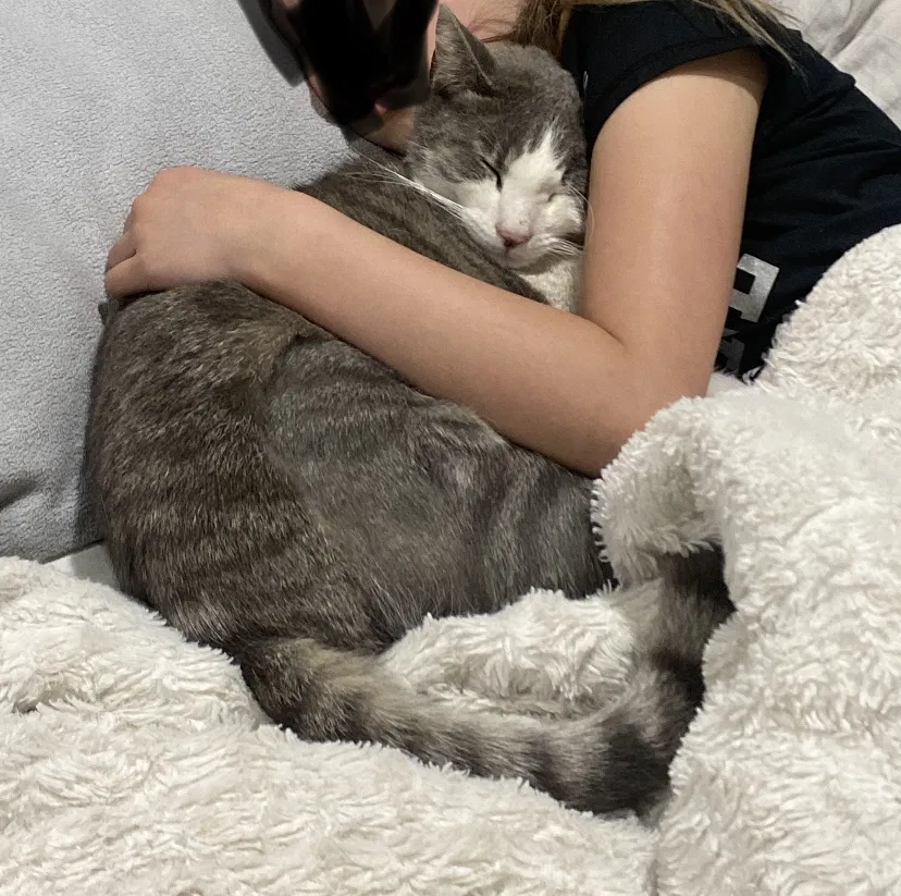 Lost cat in Wichita, KS, 67206
