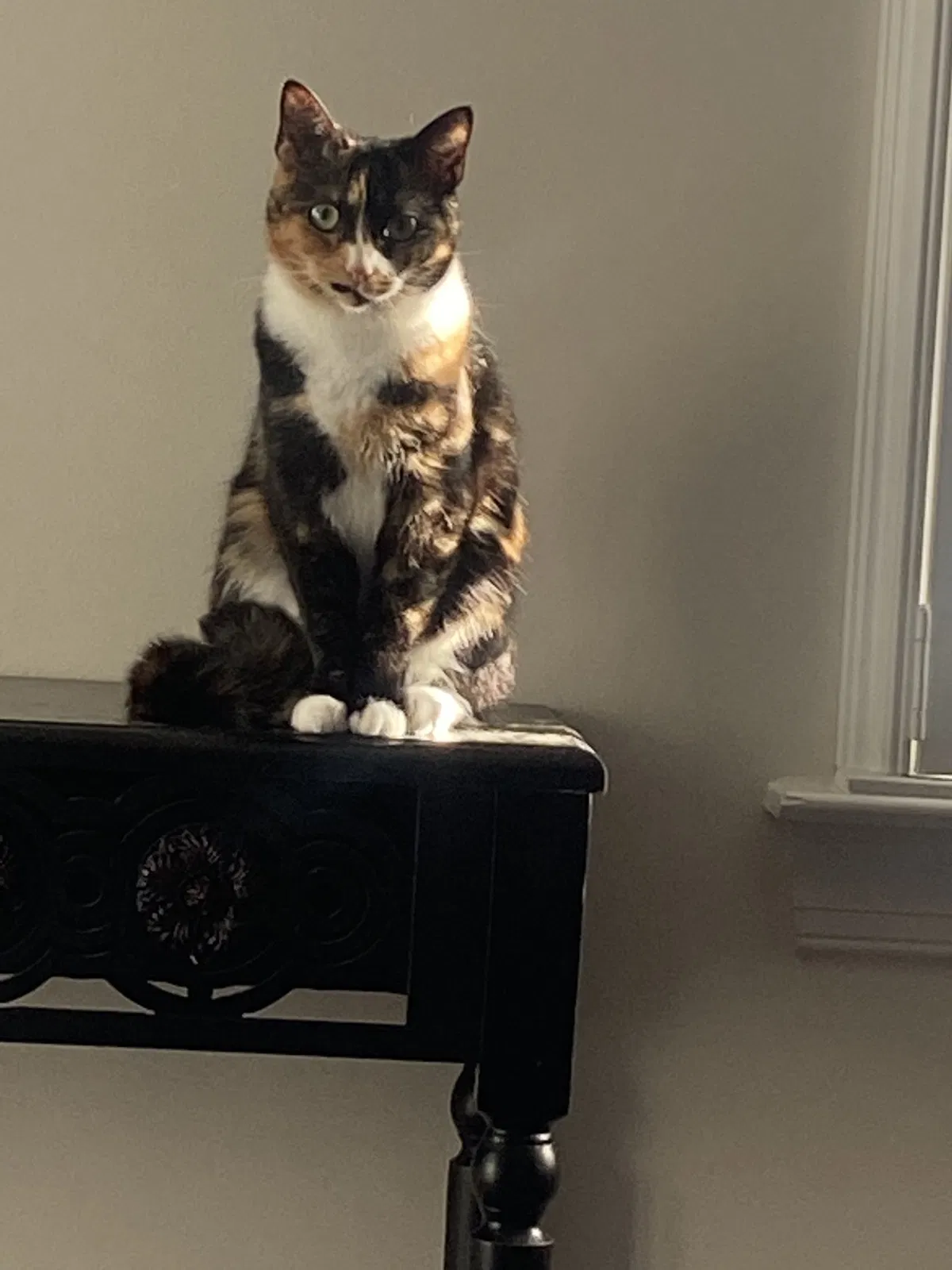 Lost cat in Moseley, VA, 23120