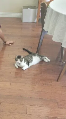 Lost cat in La Palma, CA, 90623