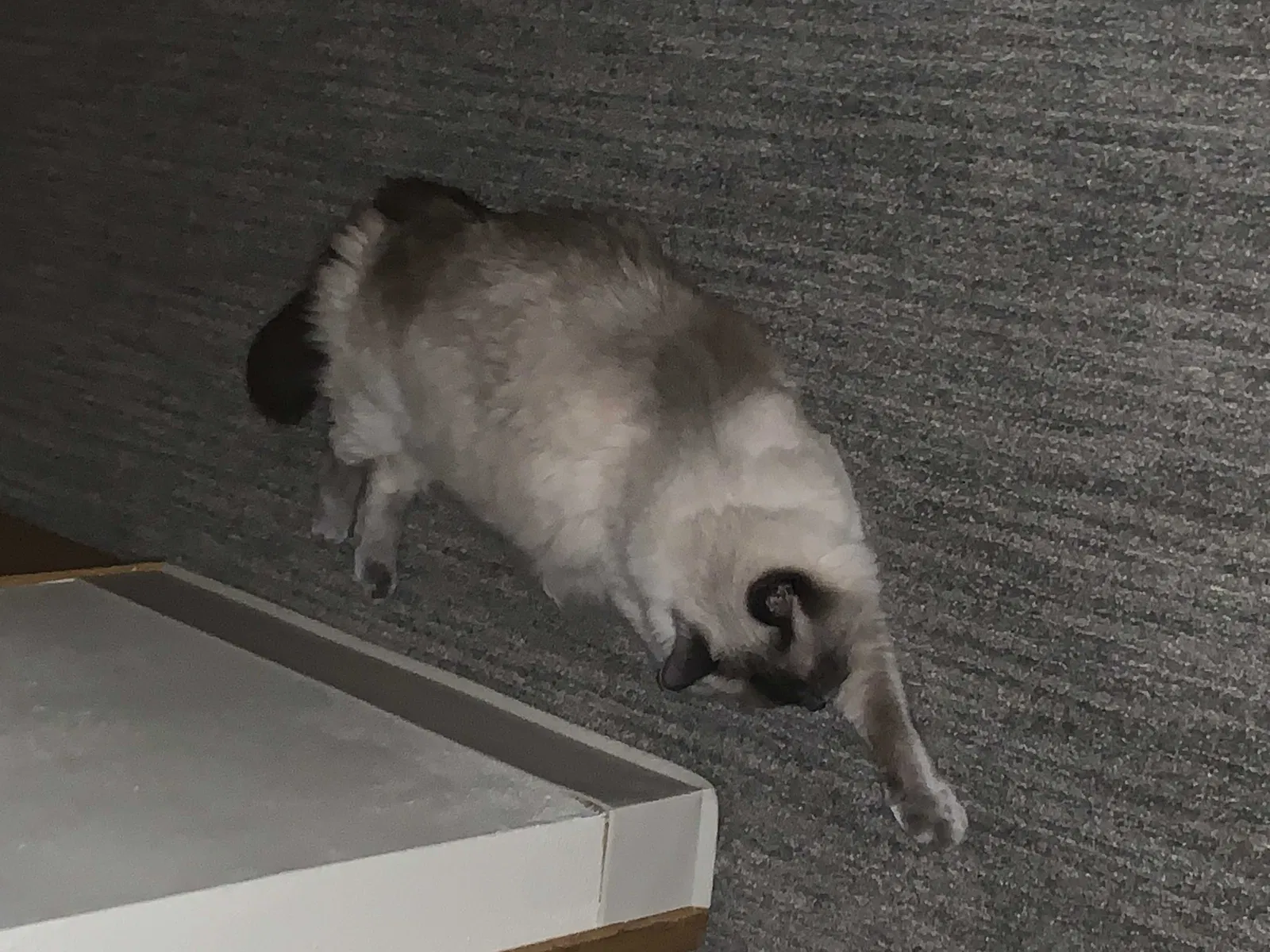 Lost cat in Everett, WA, 98201