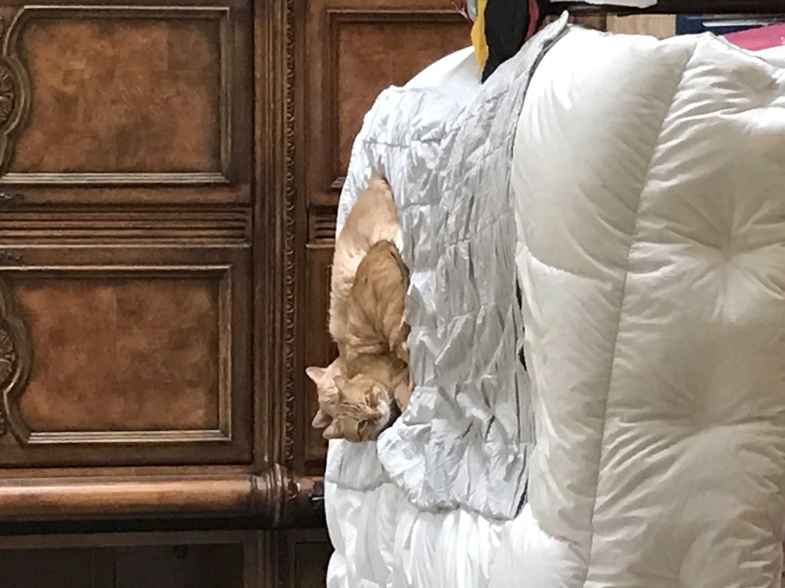 Lost cat in Floresville, TX, 78114