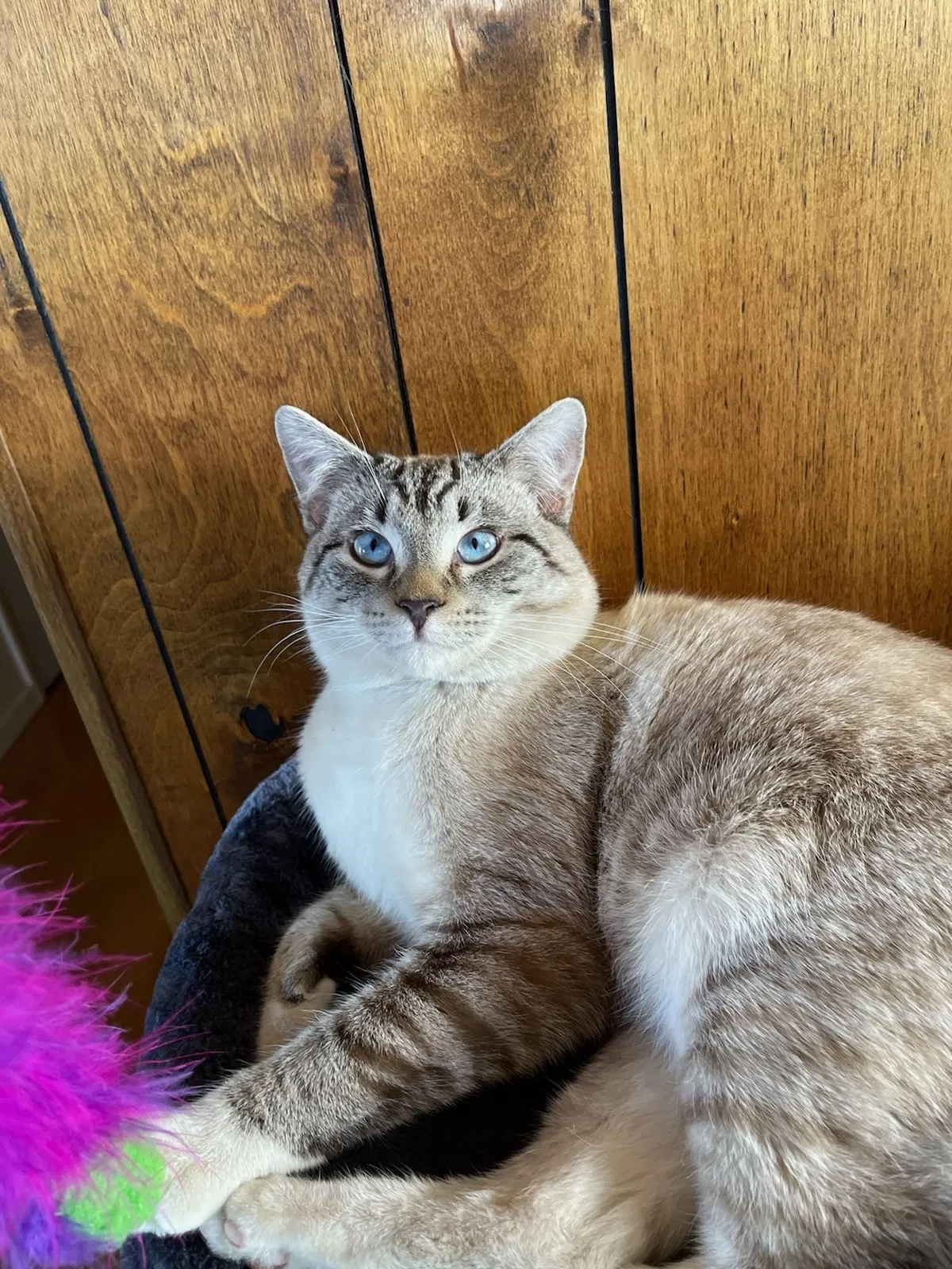 Lost cat in Hesperia, CA, 92345