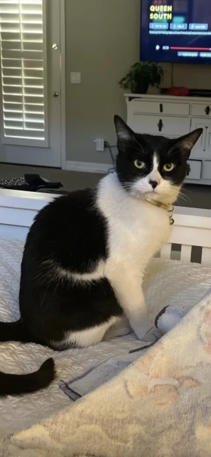 Lost cat in Goodyear, AZ, 85395