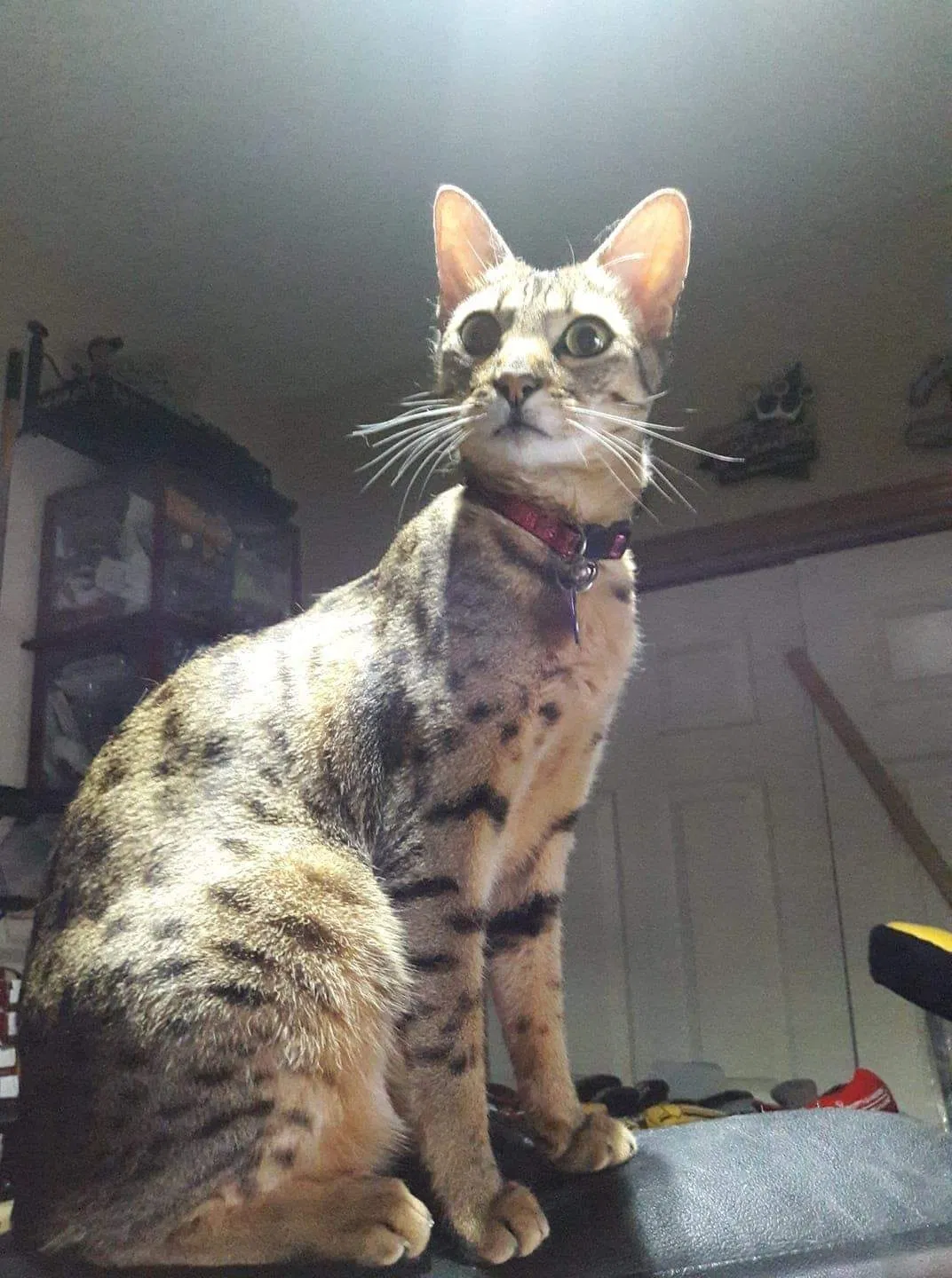 Lost cat in Wichita, KS, 67205