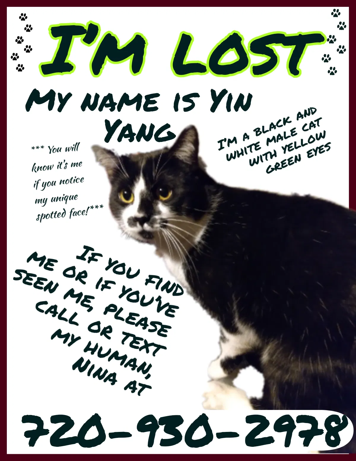 Lost cat in Denver, CO, 80204