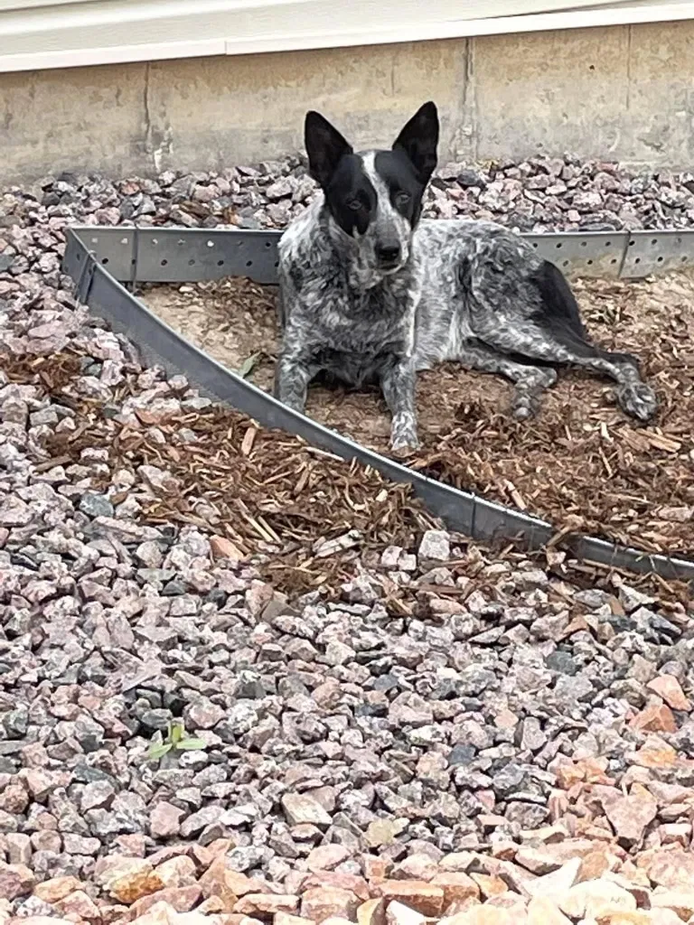 Lost dog in Colorado Springs, CO, 80906
