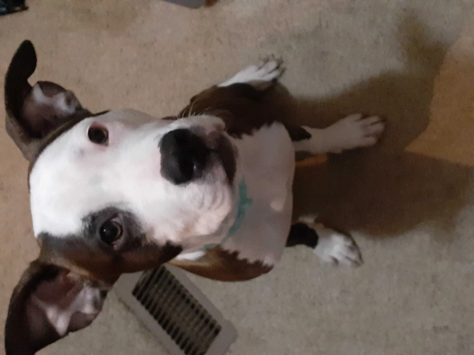 Lost dog in Pensacola, FL, 32502