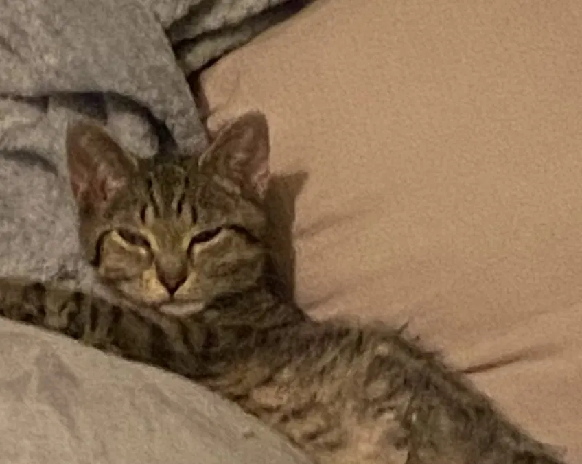 Lost cat in Union, NJ, 7083
