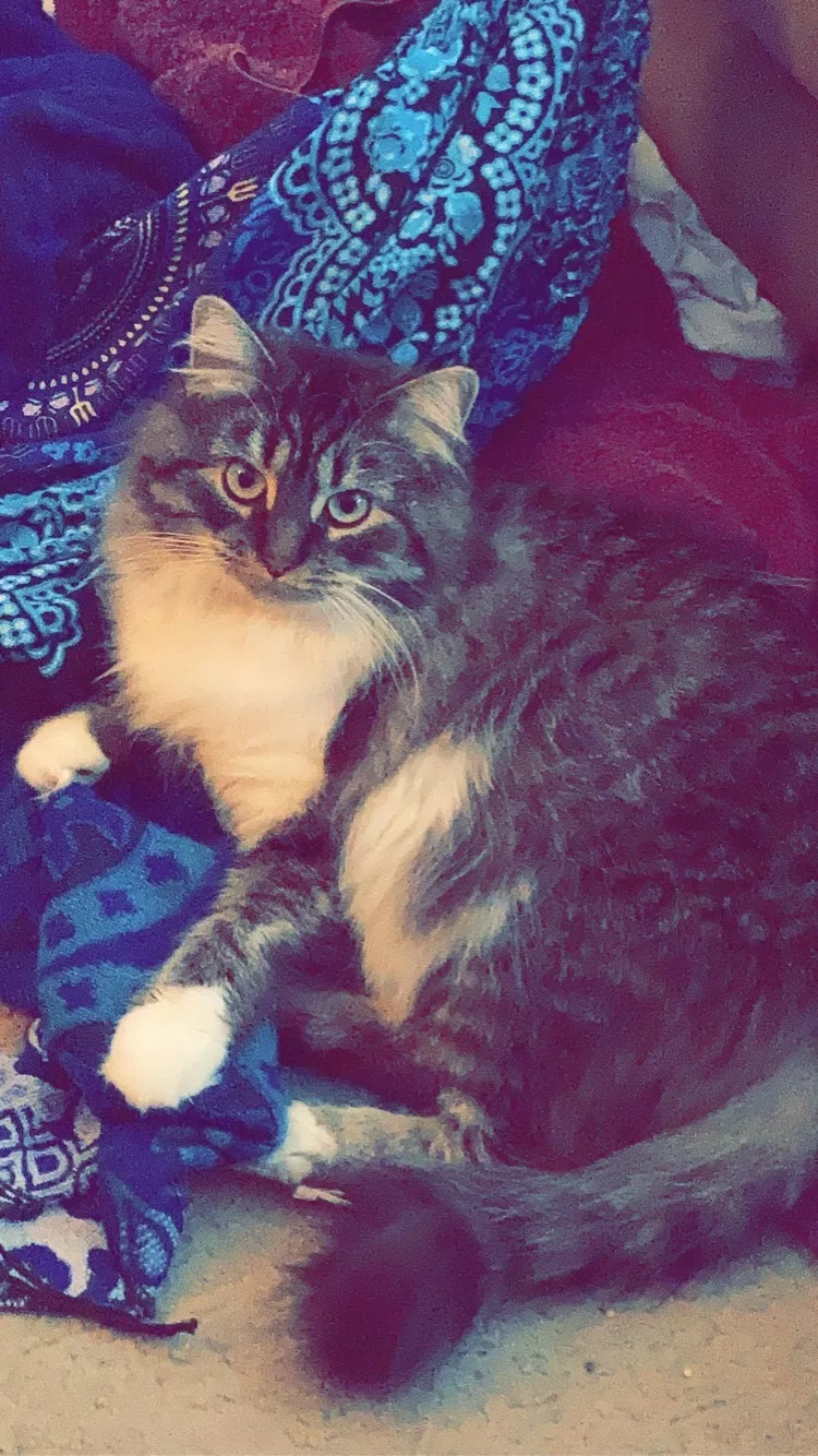 Lost cat in Indianapolis, IN, 46222