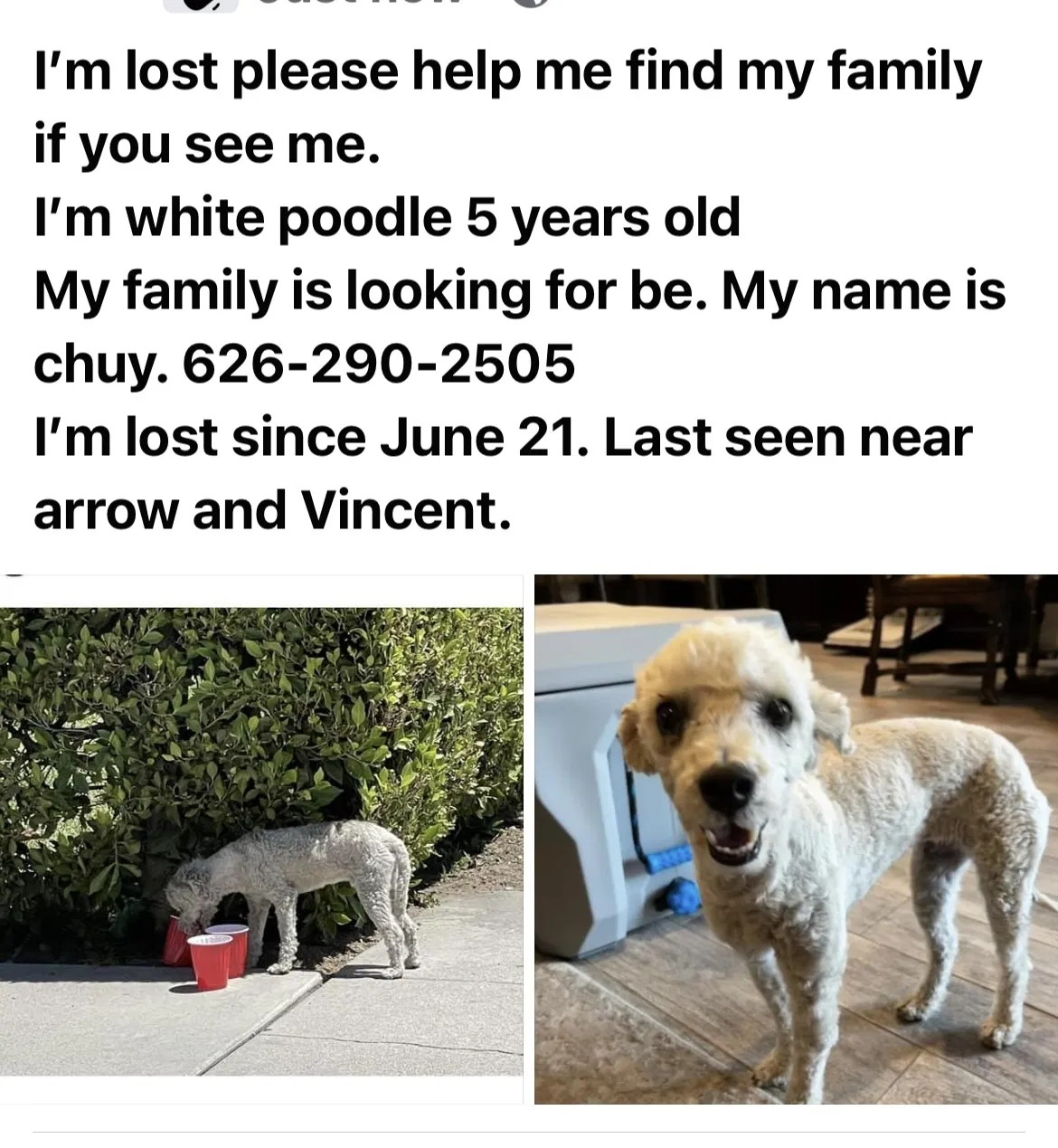 Lost dog in Covina, CA, 91722