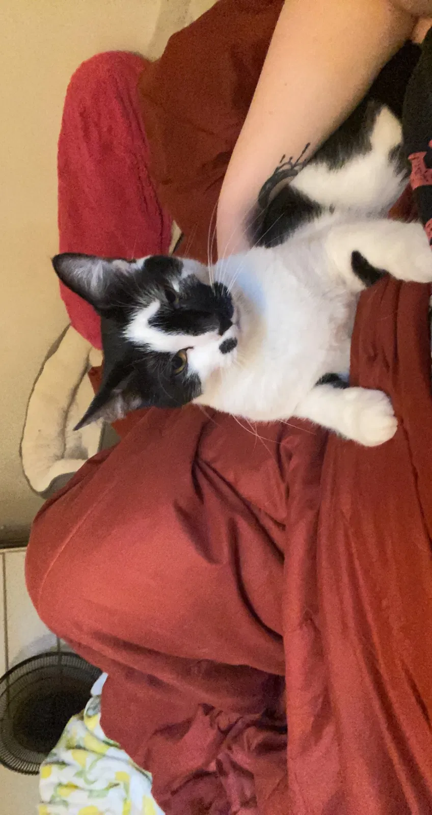 Lost cat in Brockport, NY, 14420
