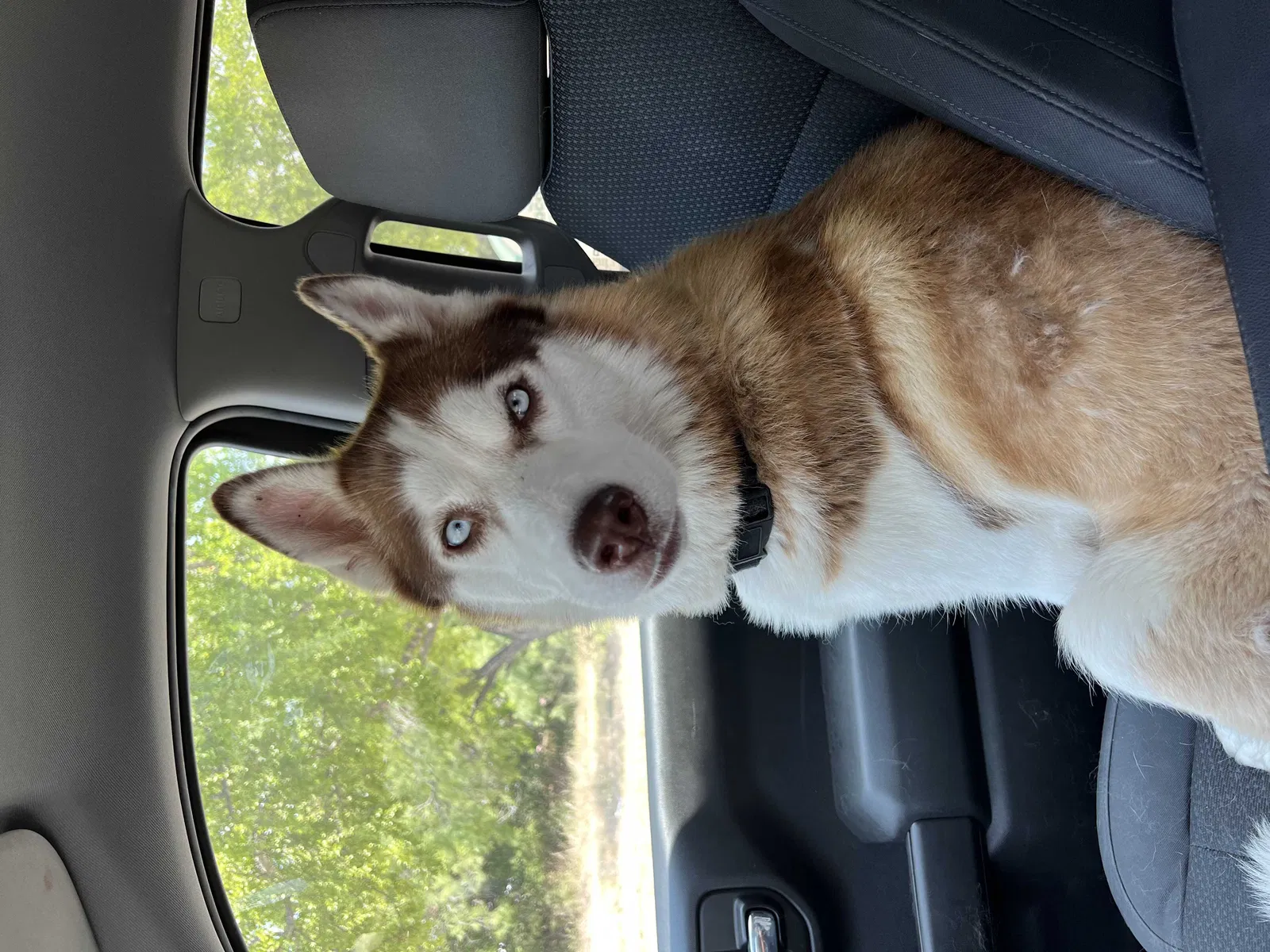 Found dog in San Antonio, TX, 78240