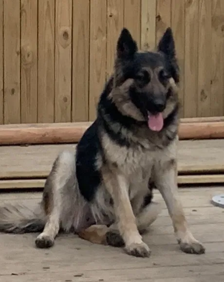Lost dog in Richmond, VA, 23222