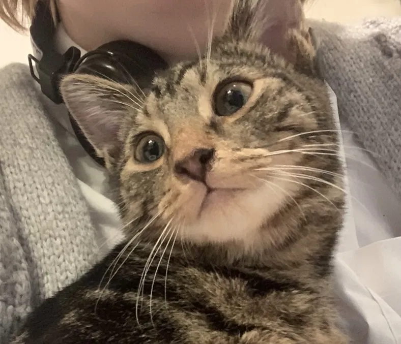 Lost cat in Salisbury, MD, 21804