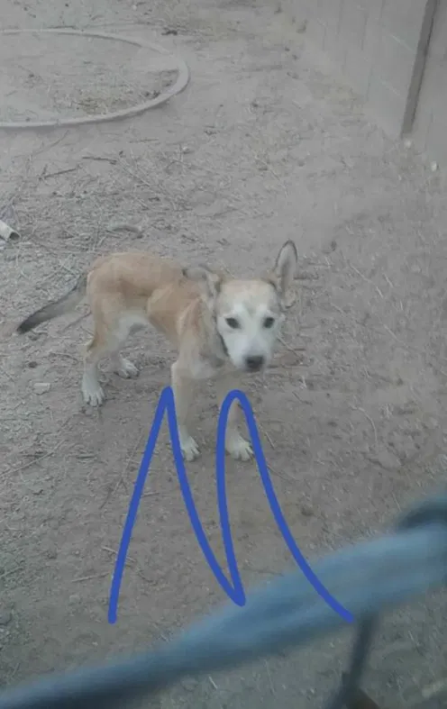 Lost dog in Tucson, AZ, 85730