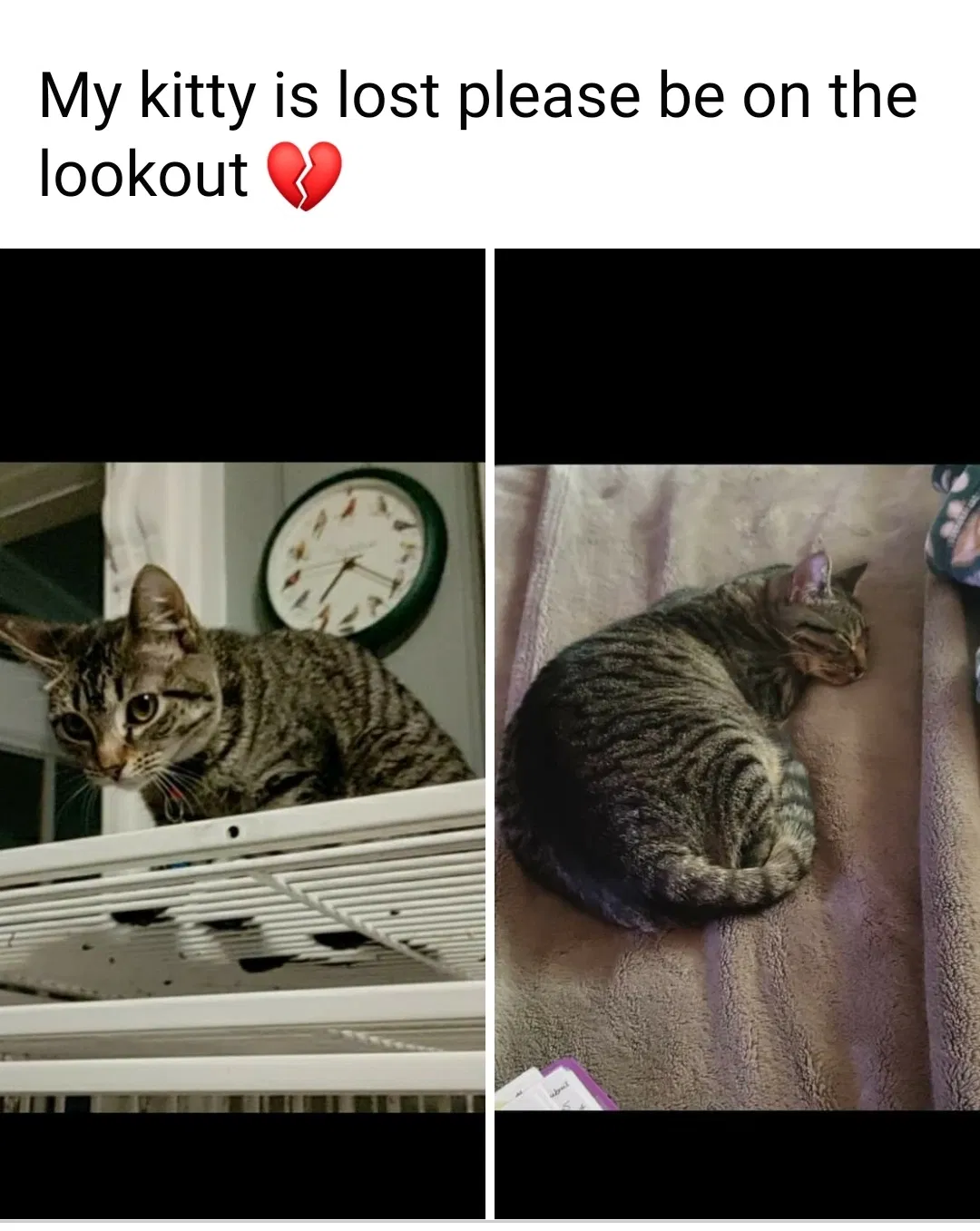 Lost cat in Bristol, PA, 19007