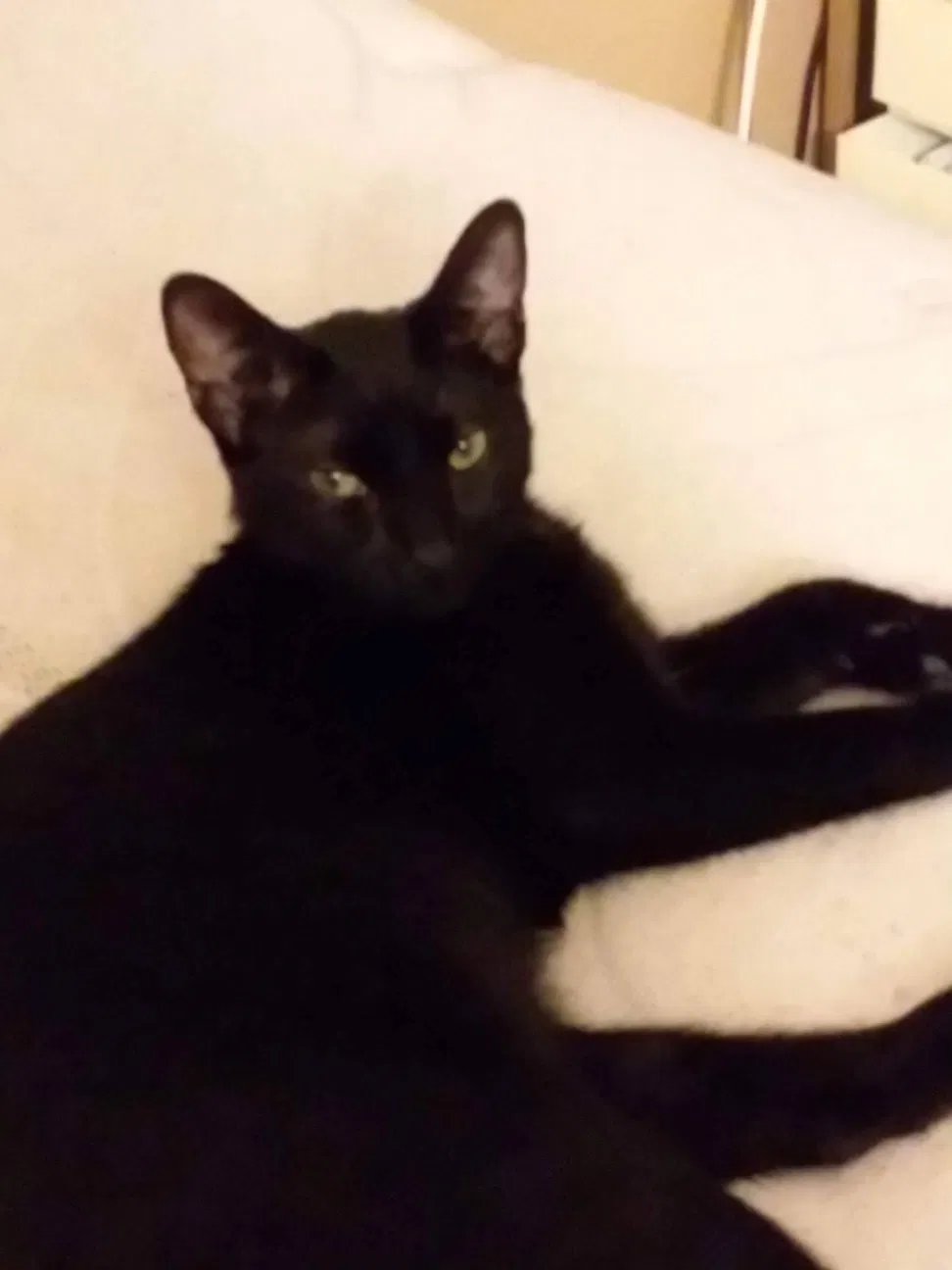 Lost cat in Oxnard, CA, 93035