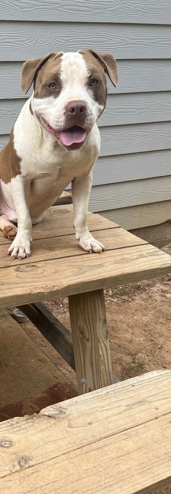 Lost dog in Villa Rica, GA, 30180