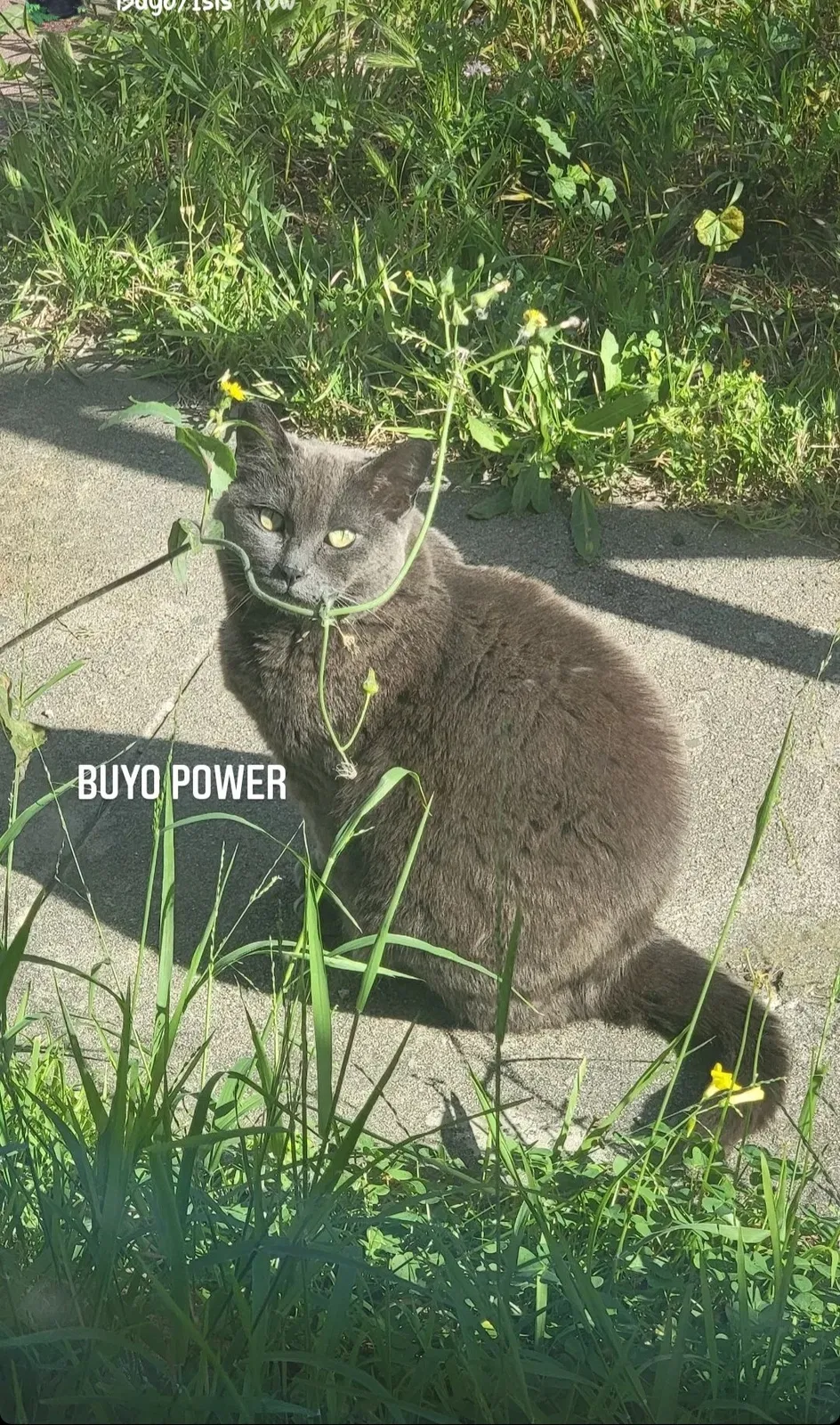 Lost cat in San Diego, CA, 92110