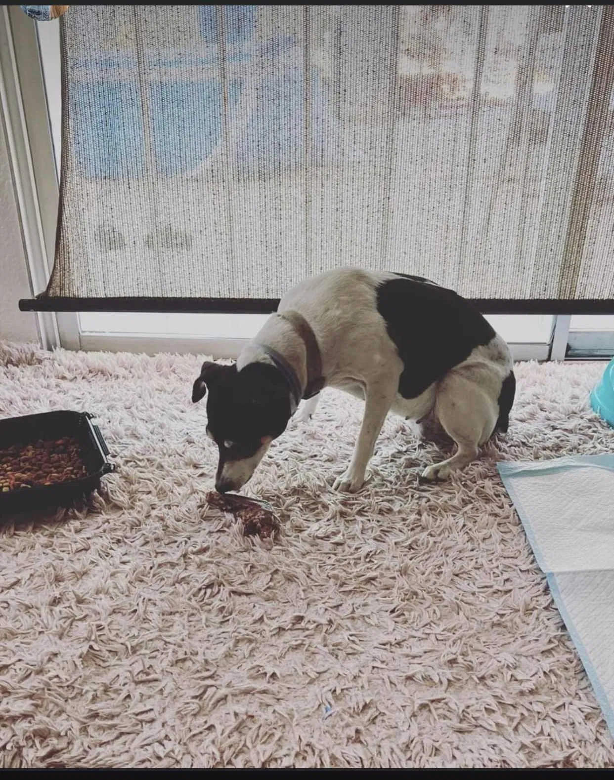 Lost dog in Las Vegas, NV, 89104