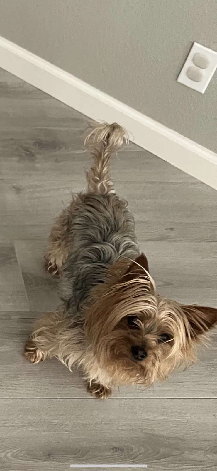 Lost dog in Yuba City, CA, 95993