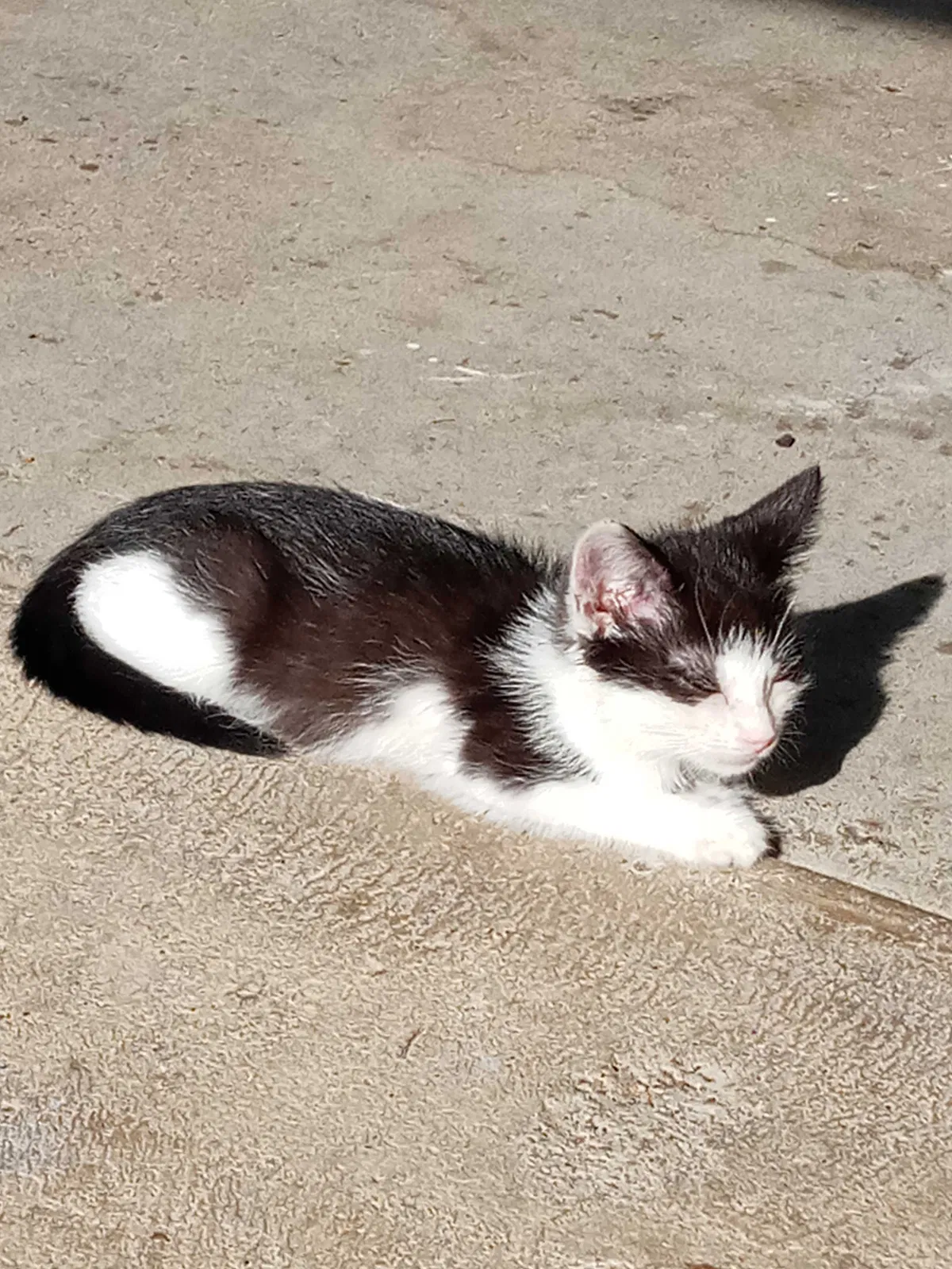 Lost cat in Fort Worth, TX, 76116