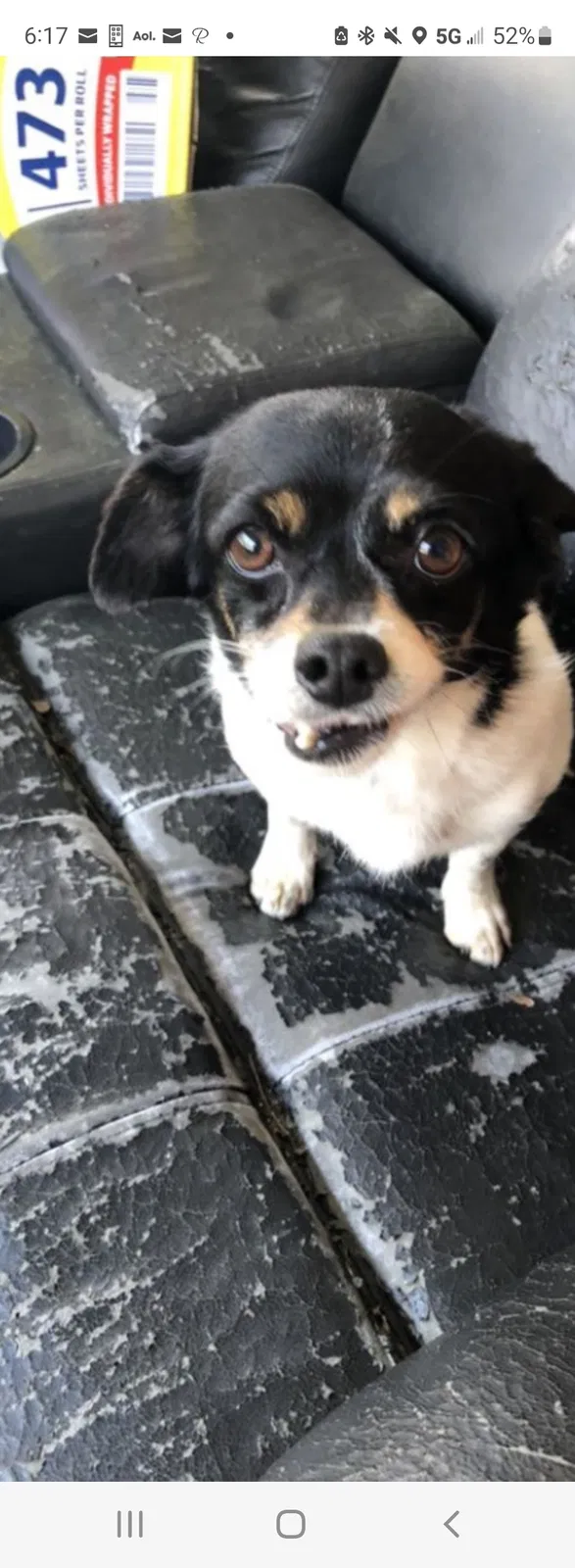 Found dog in Jonesboro, GA, 30238