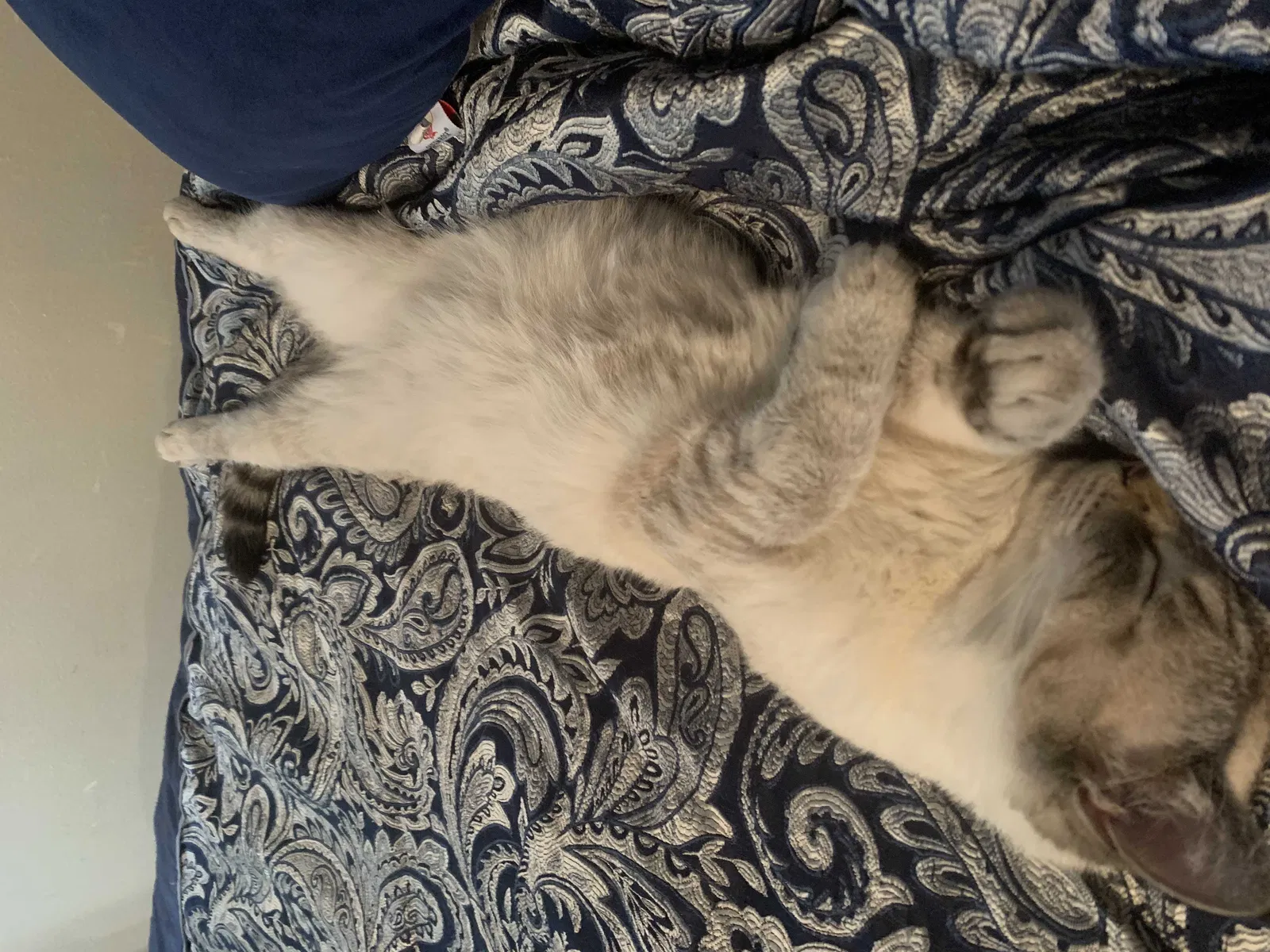 Lost cat in Orange Park, FL, 32073