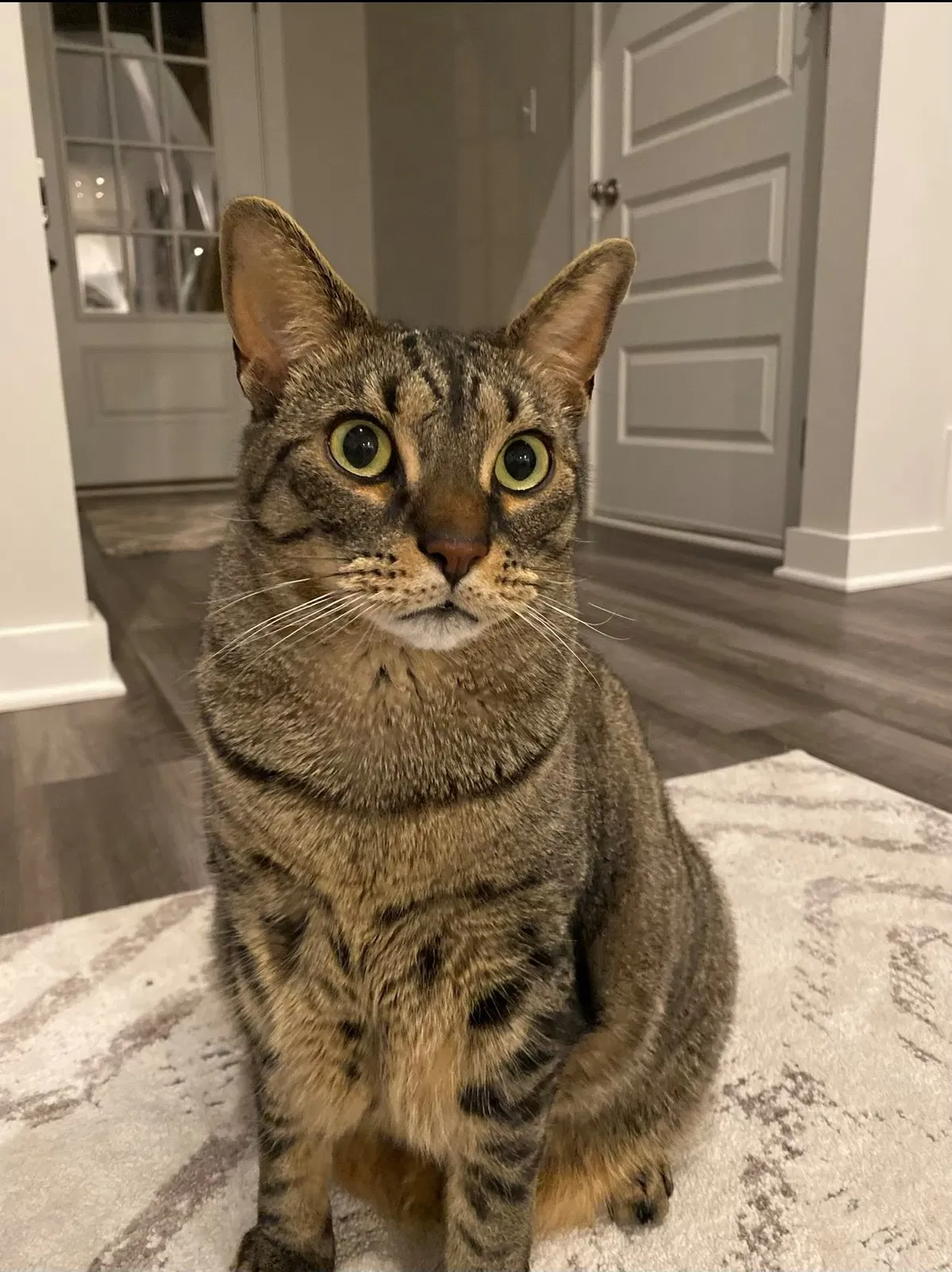 Lost cat in Mars, PA, 16046