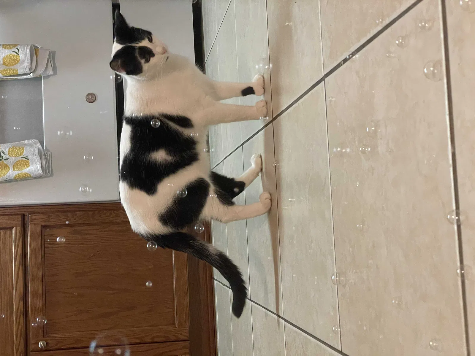 Lost cat in New Port Richey, FL, 34653