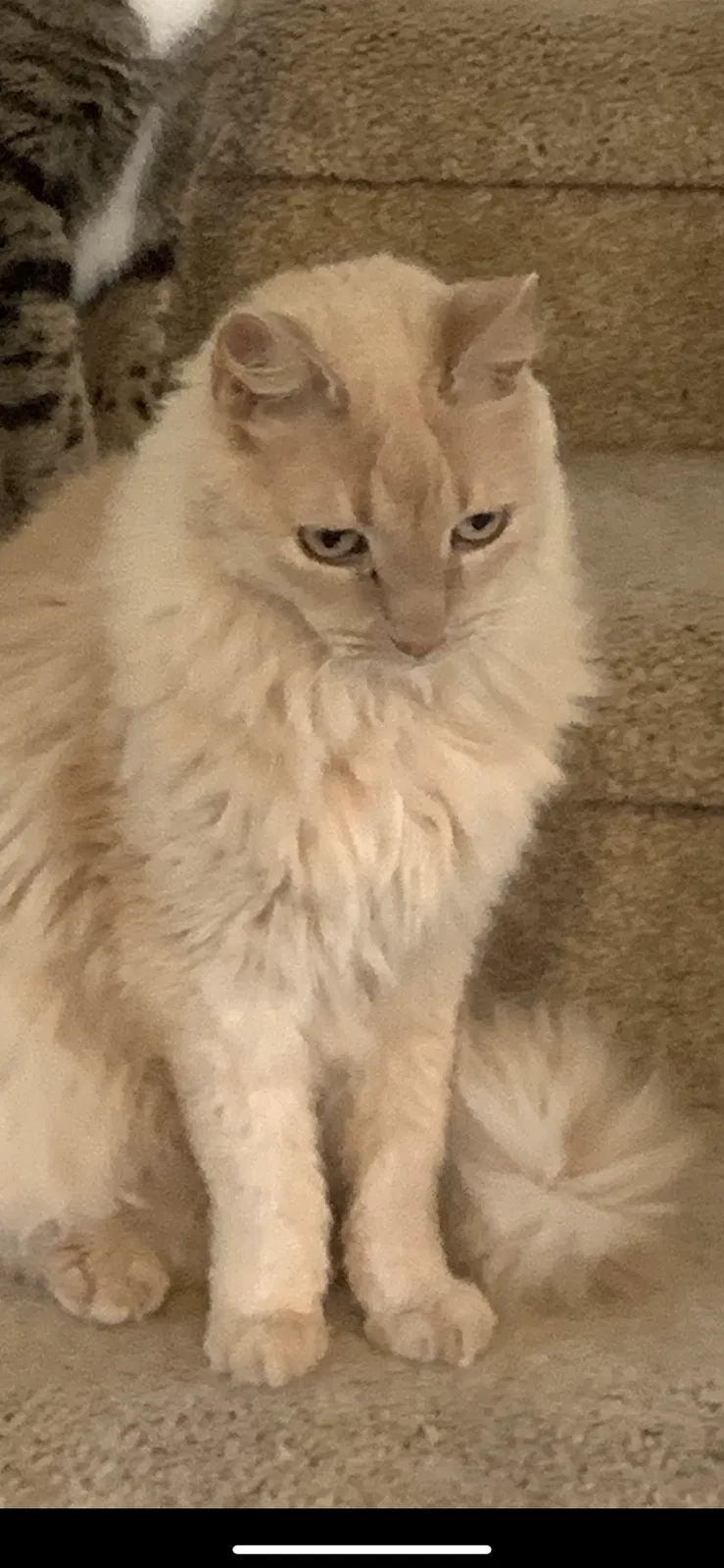 Lost cat in Cedar Park, TX, 78613