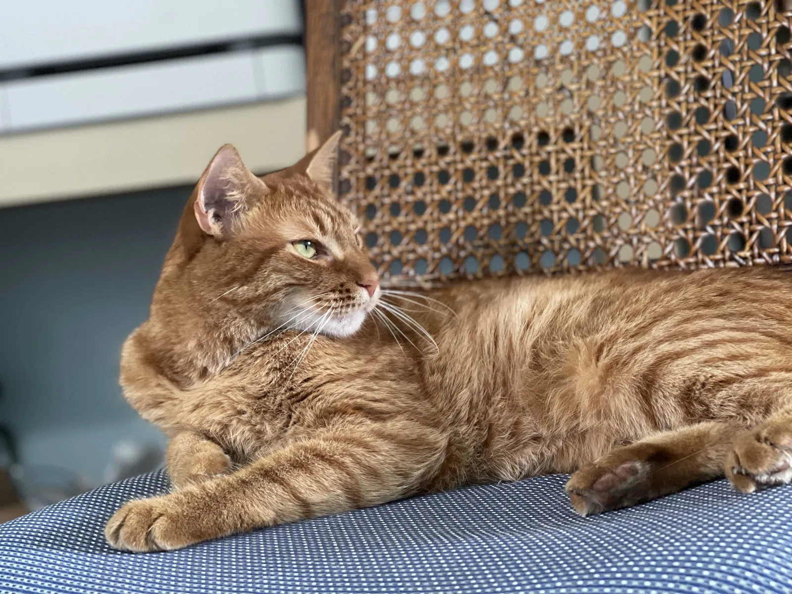 Lost cat in Largo, FL, 33774