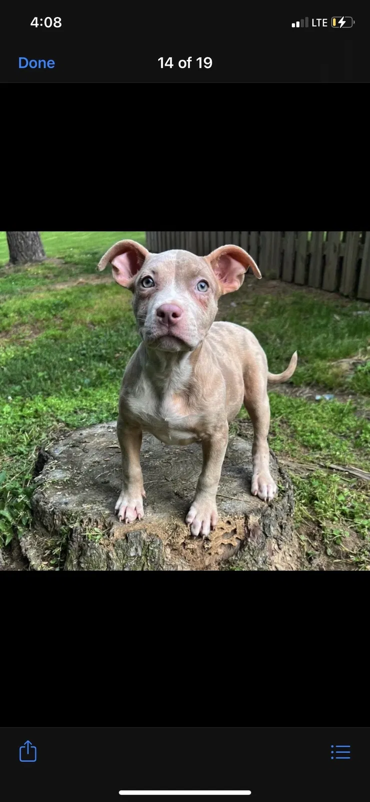 Lost dog in Concord, NC, 28025