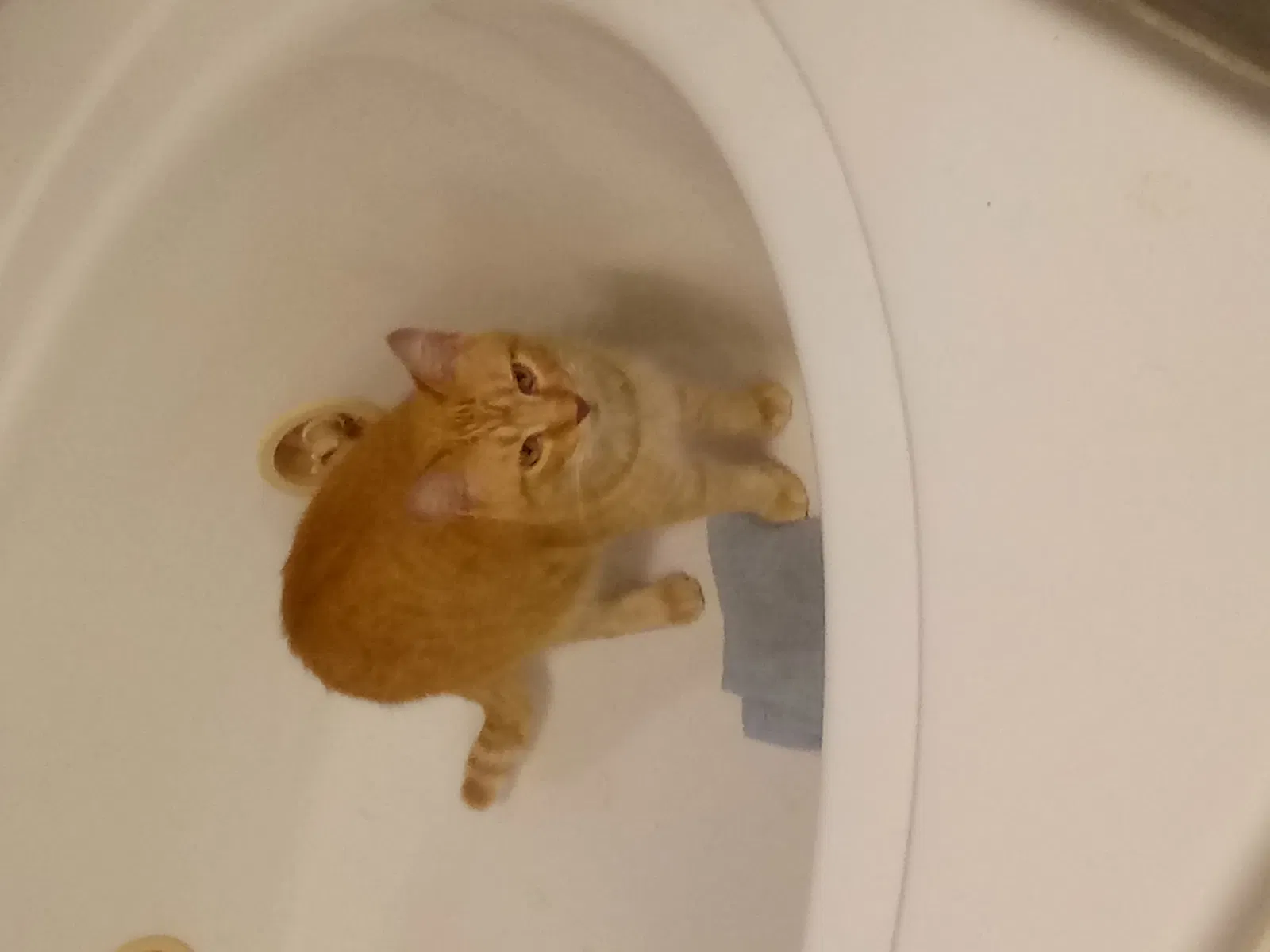 Lost cat in Indianapolis, IN, 46235