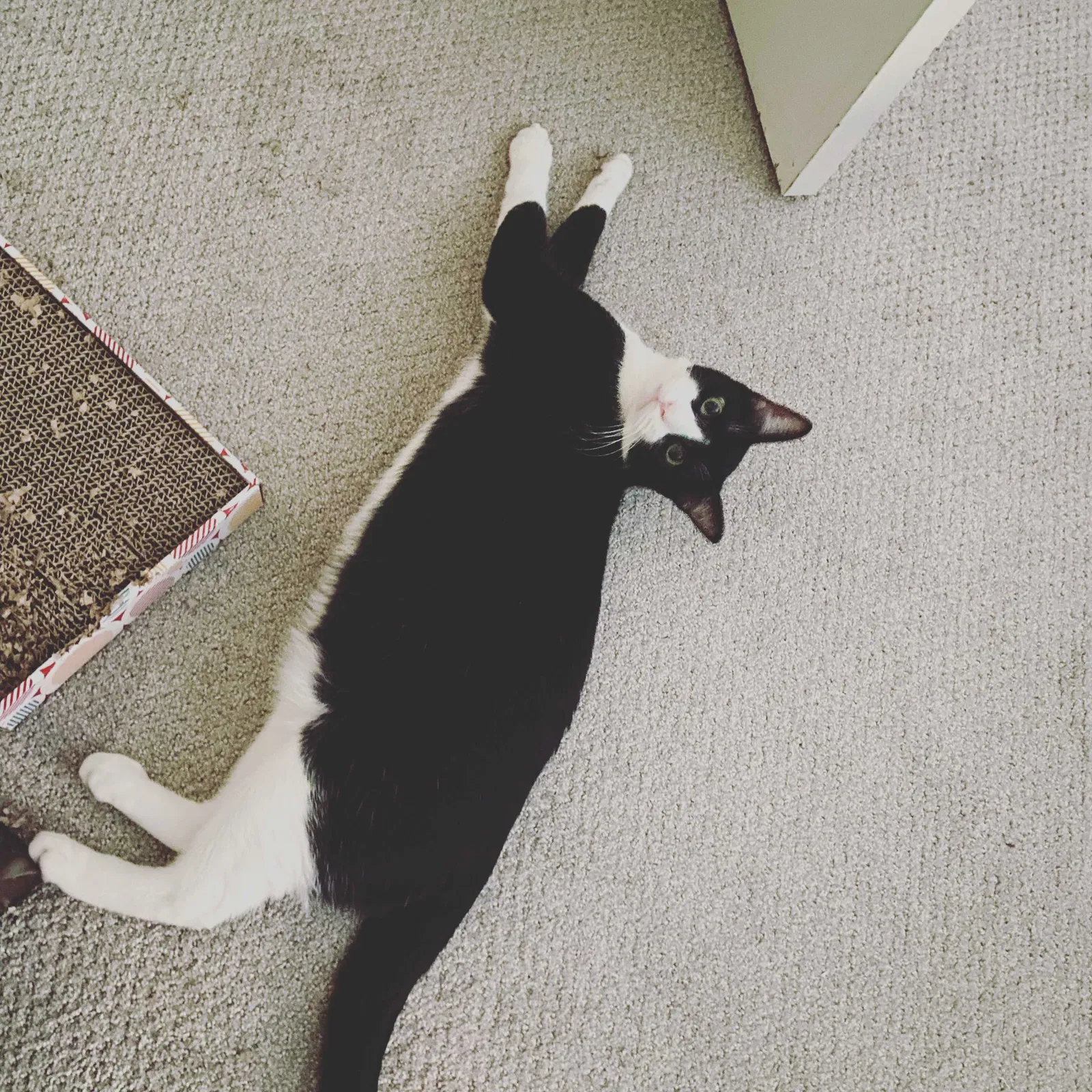 Lost cat in Chicago, IL, 60613